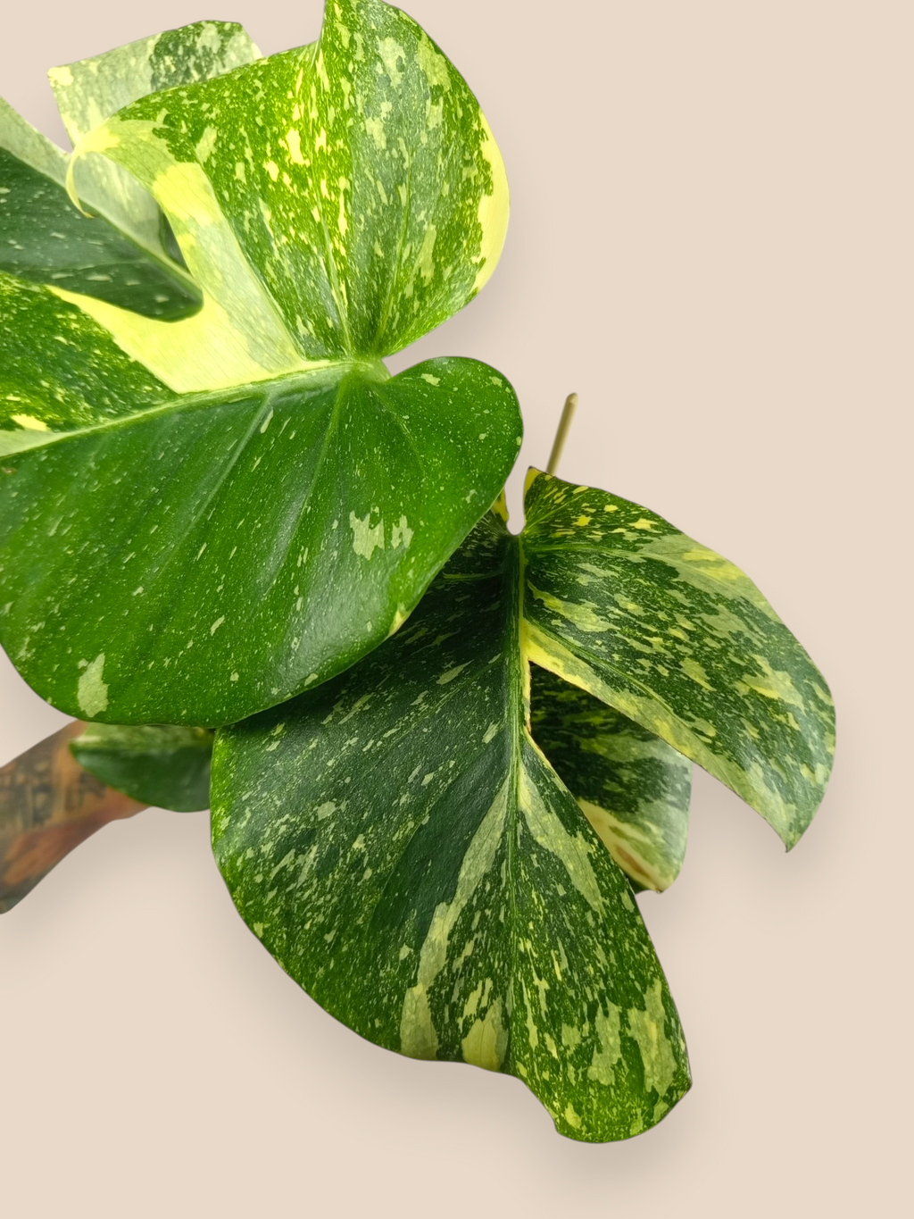 Monstera Thai Constellation Mutation