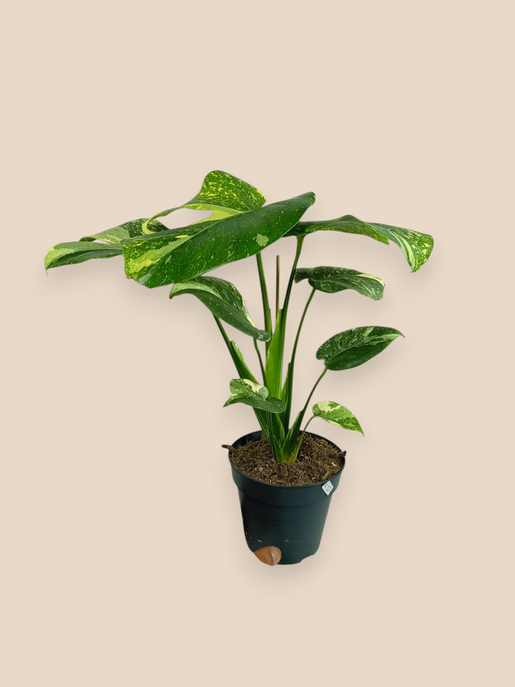 Monstera Thai Constellation Mutation