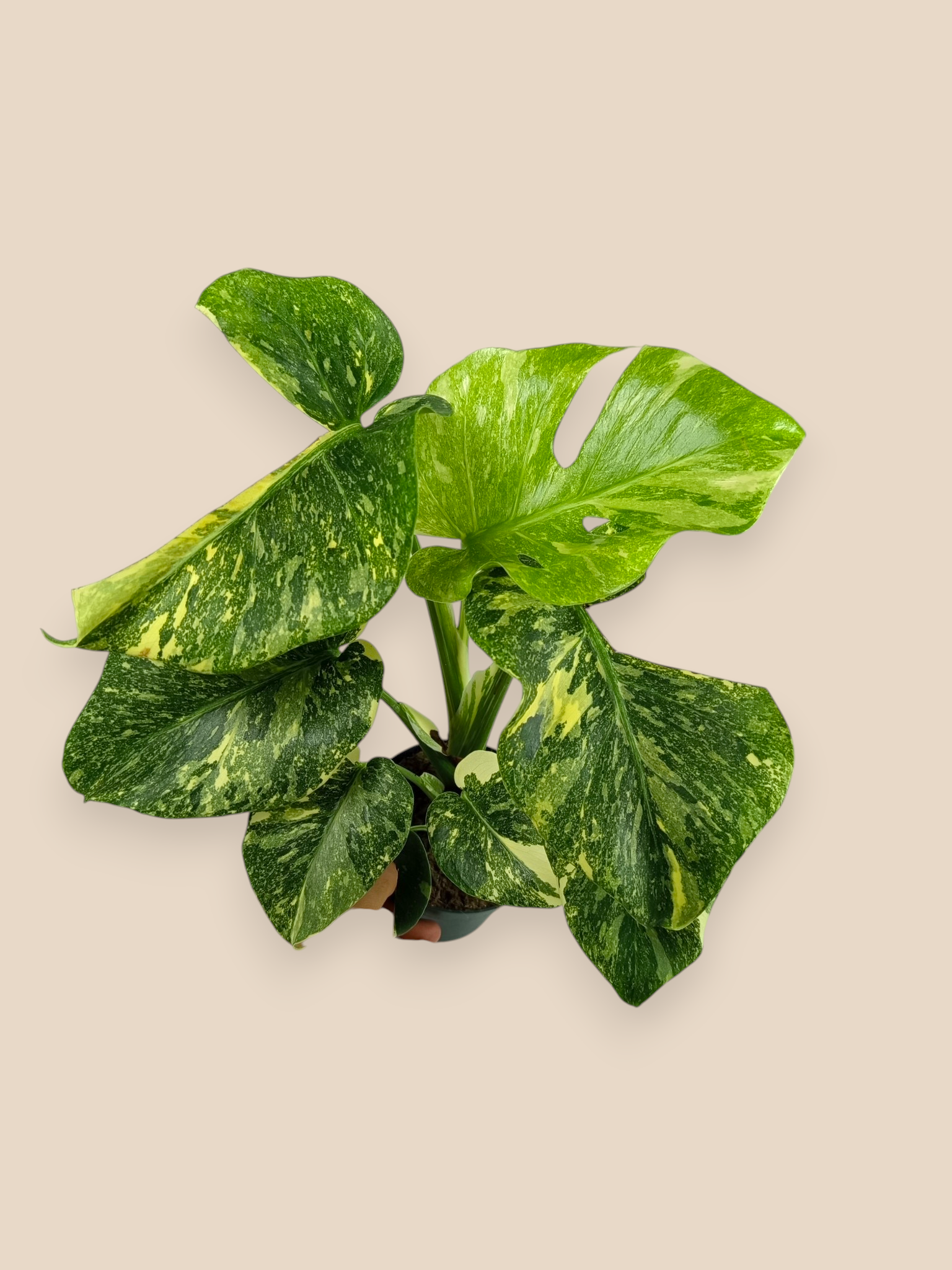 Monstera Thai Constellation Platinum