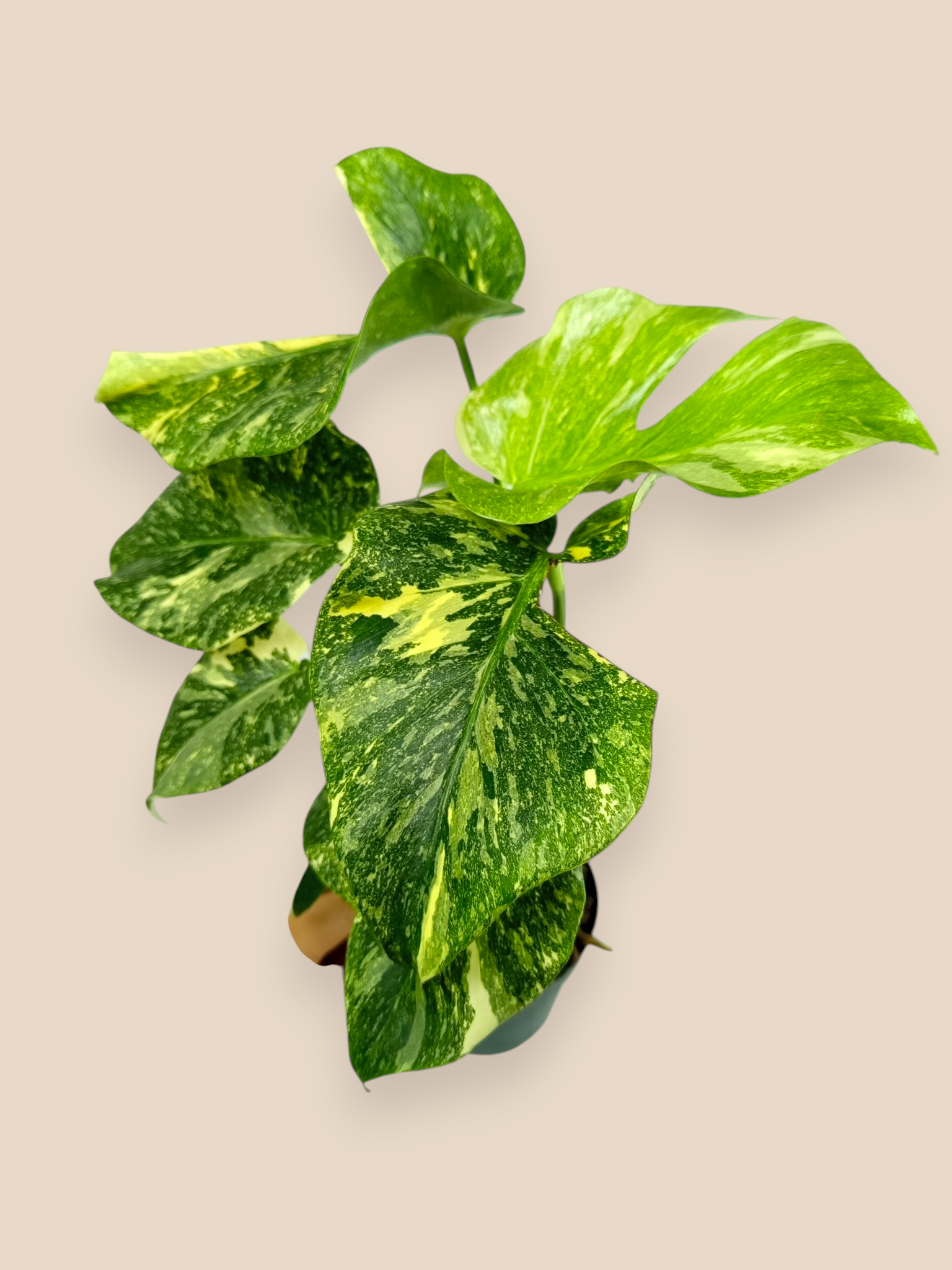 Monstera Thai Constellation Platinum