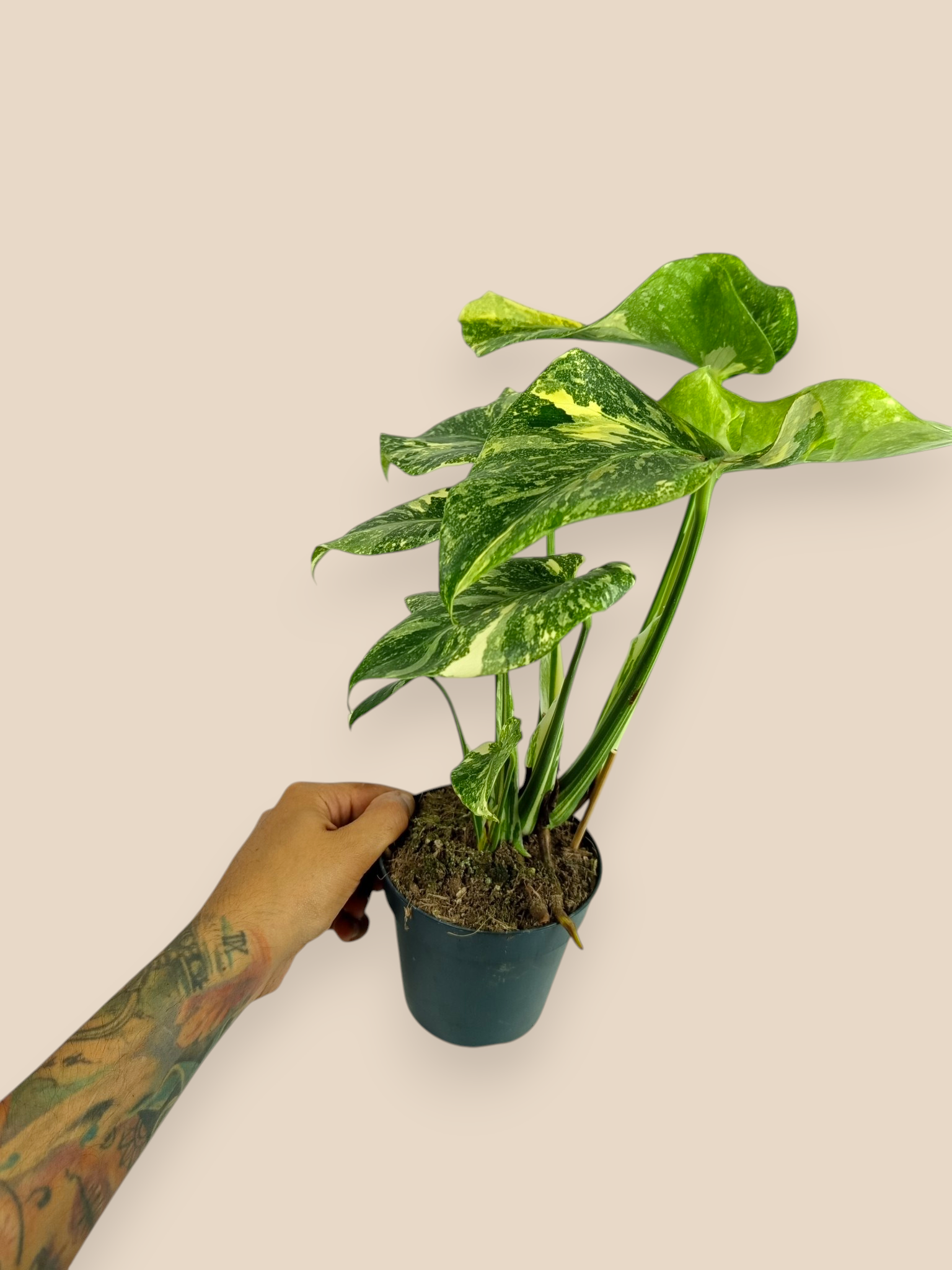 Monstera Thai Constellation Platinum