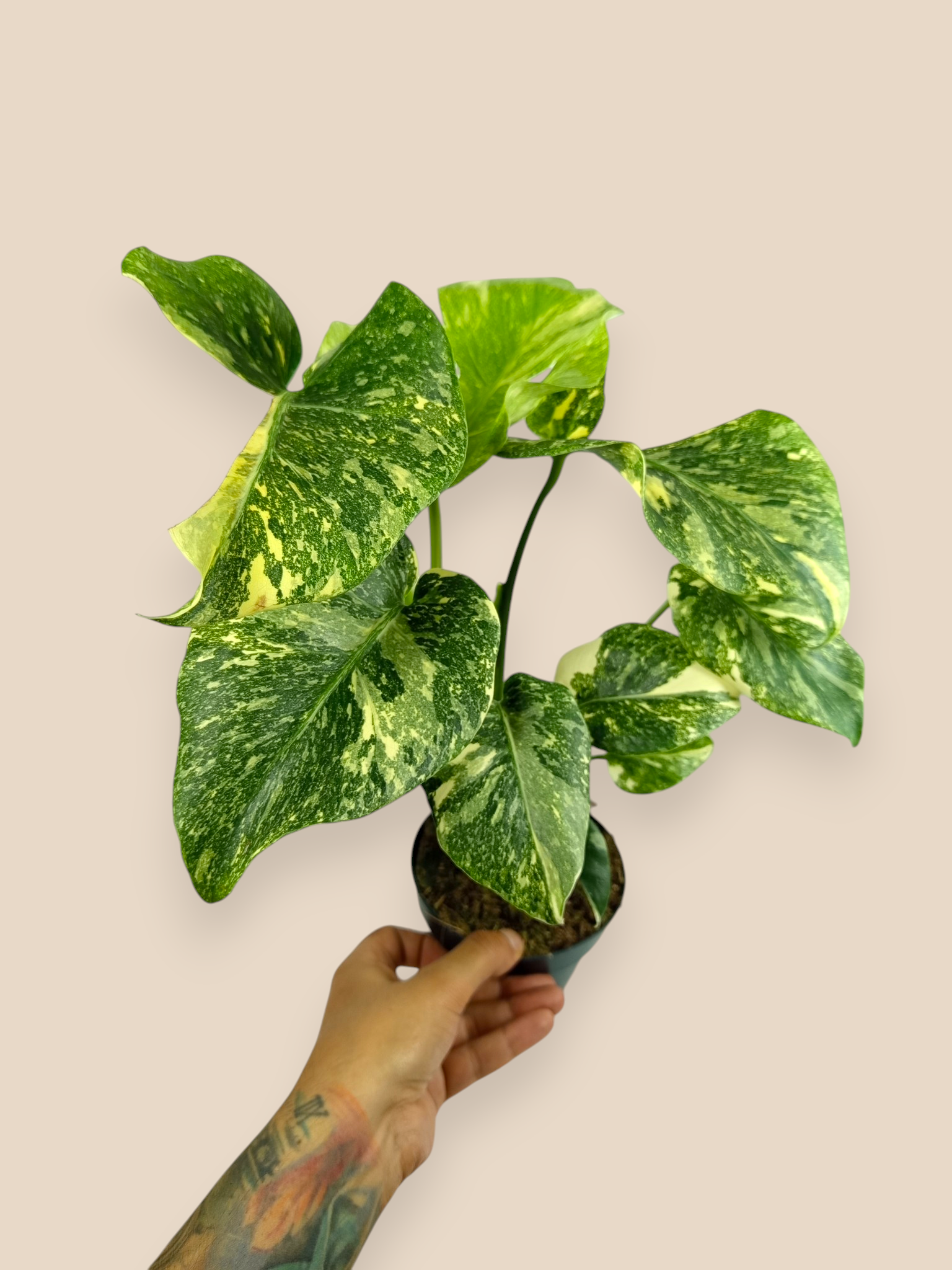 Monstera Thai Constellation Platinum
