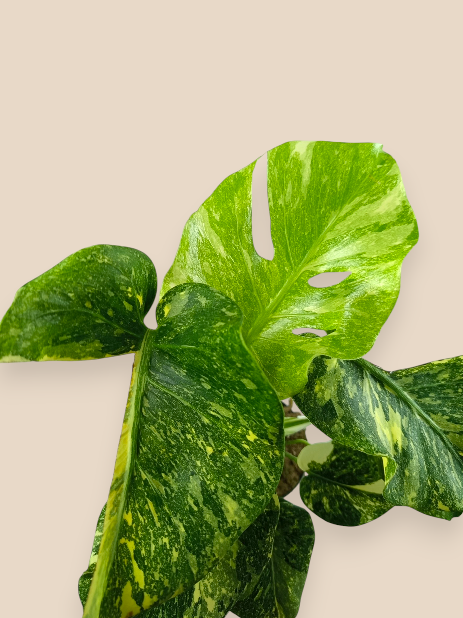 Monstera Thai Constellation Platinum