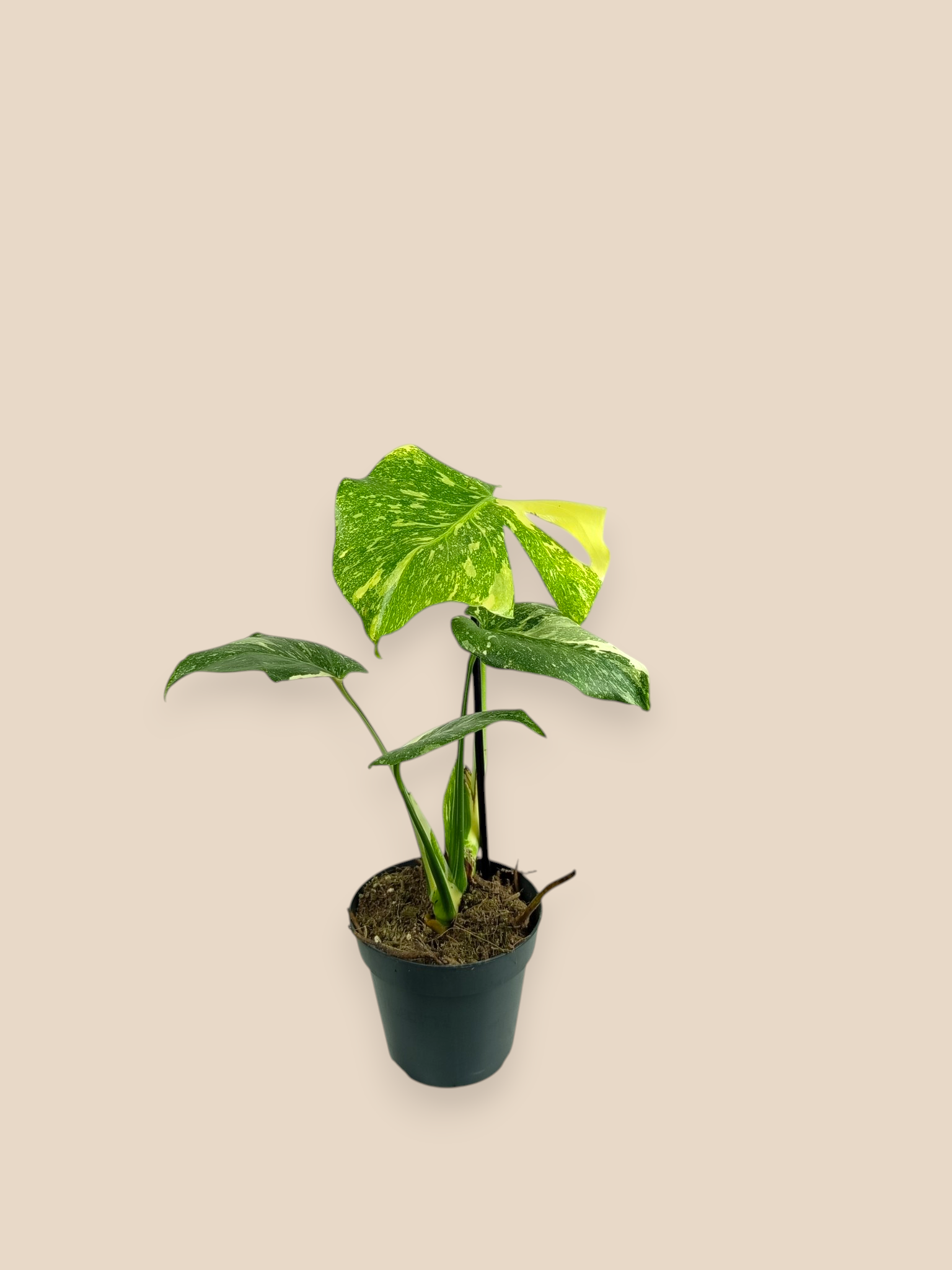 Monstera Thai Constellation Creme Brulee Mutation