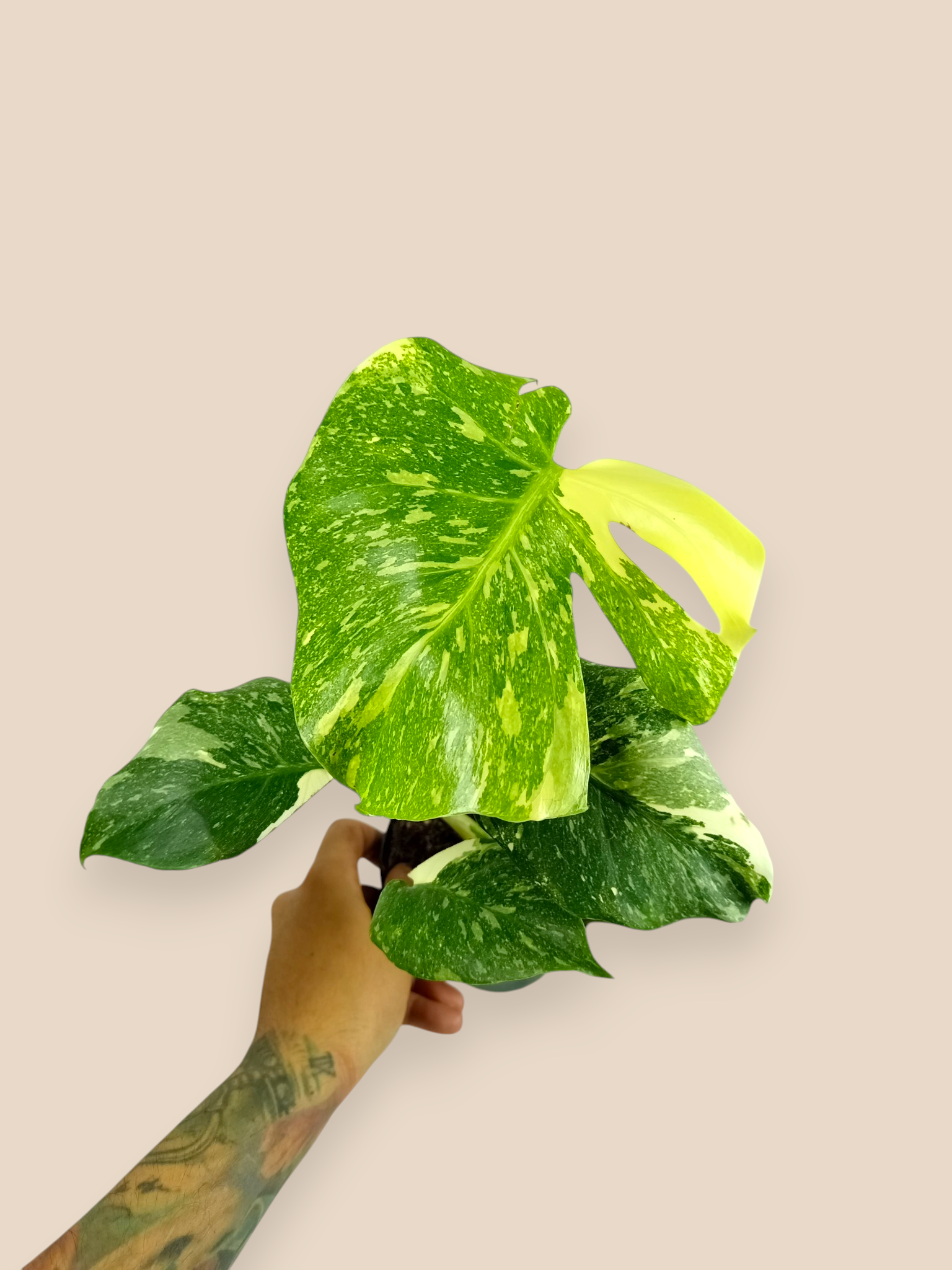 Monstera Thai Constellation Creme Brulee Mutation