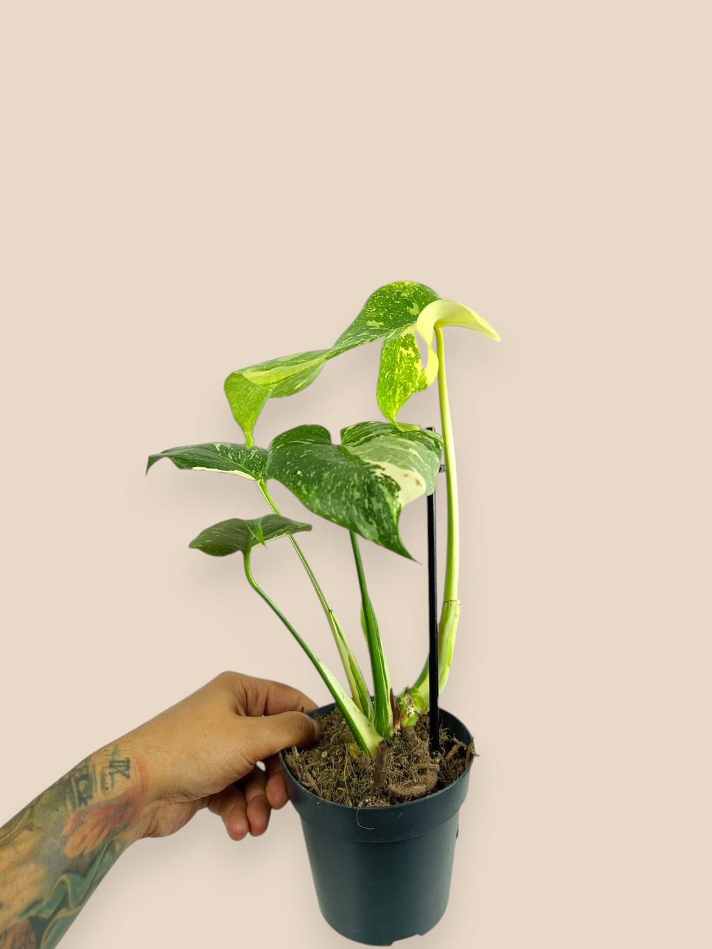 Monstera Thai Constellation Creme Brulee Mutation