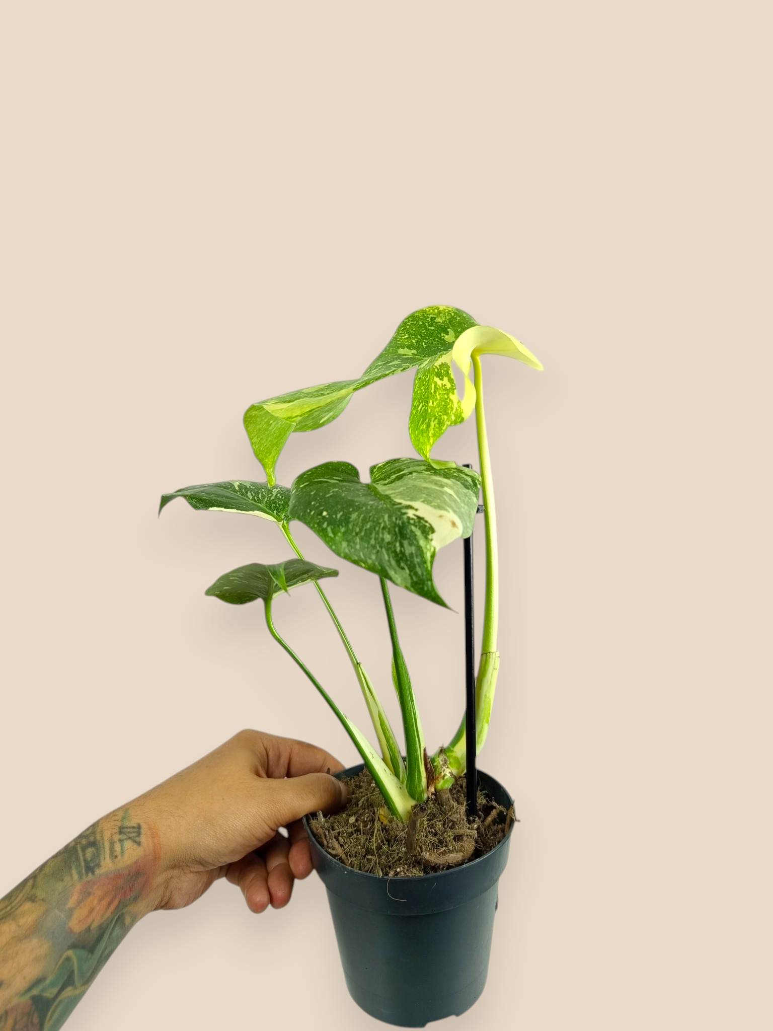 Monstera Thai Constellation Creme Brulee Mutation