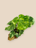 Monstera Thai Constellation Mutation