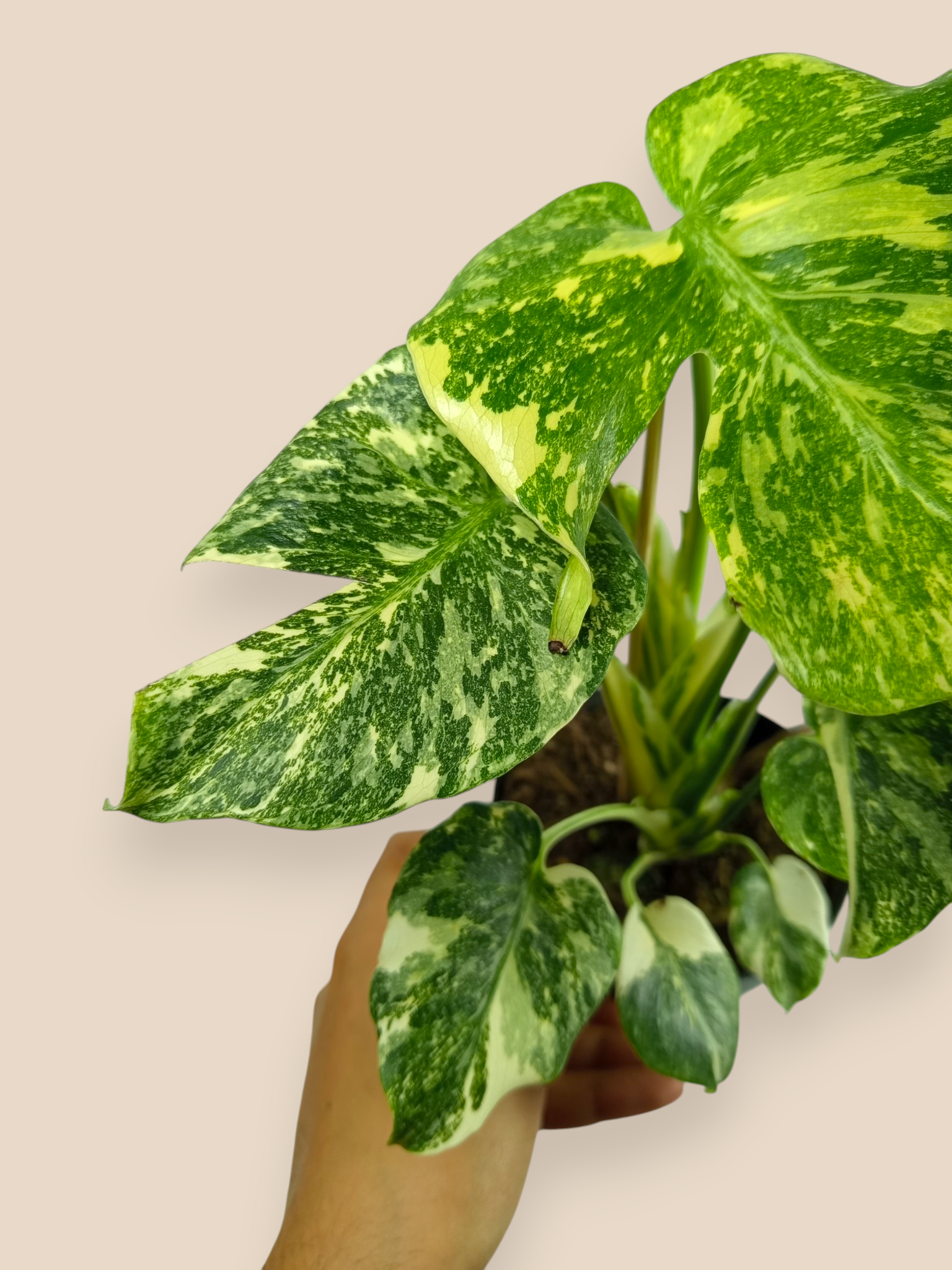 Monstera Thai Constellation Mutation