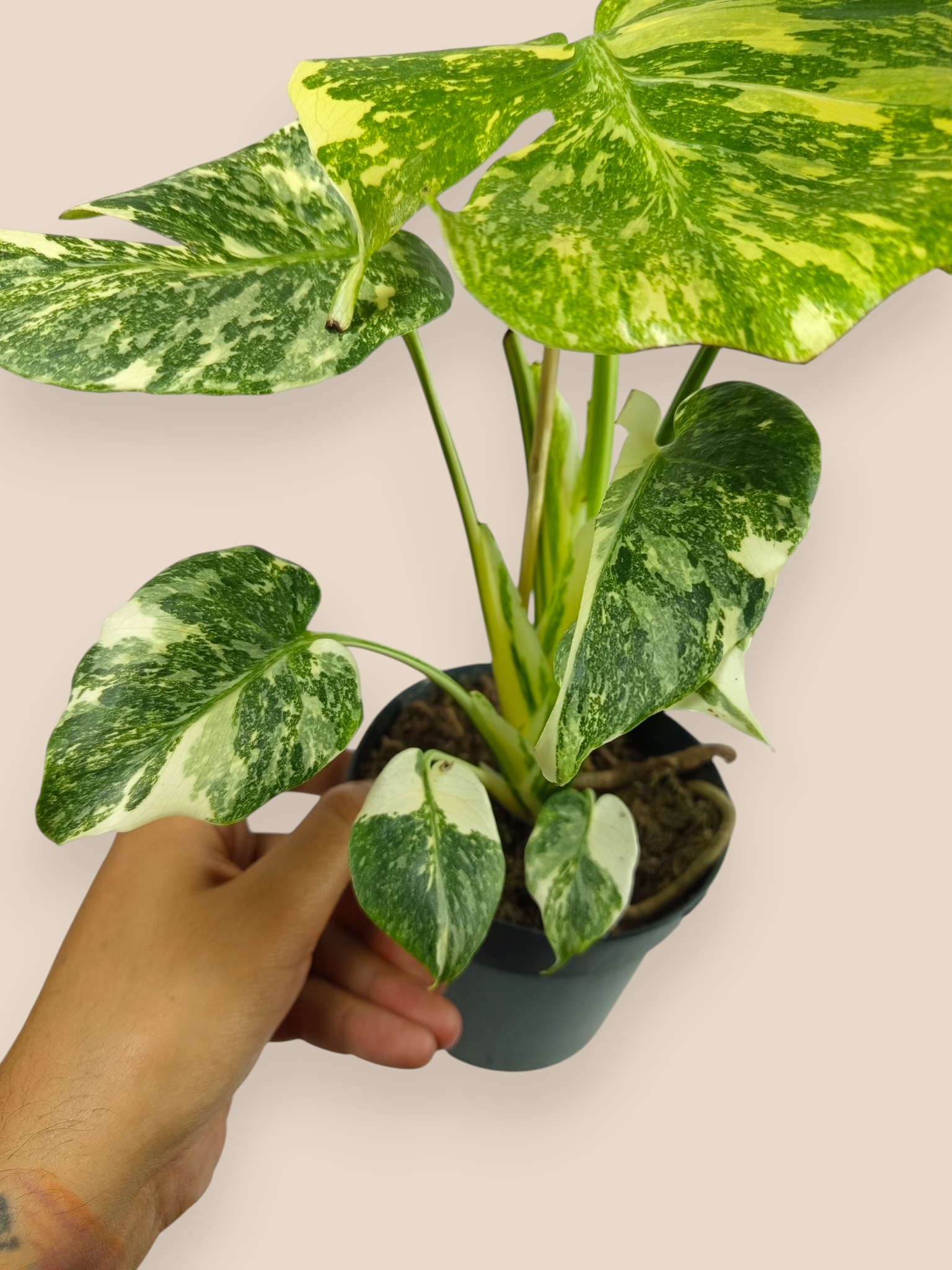 Monstera Thai Constellation Mutation