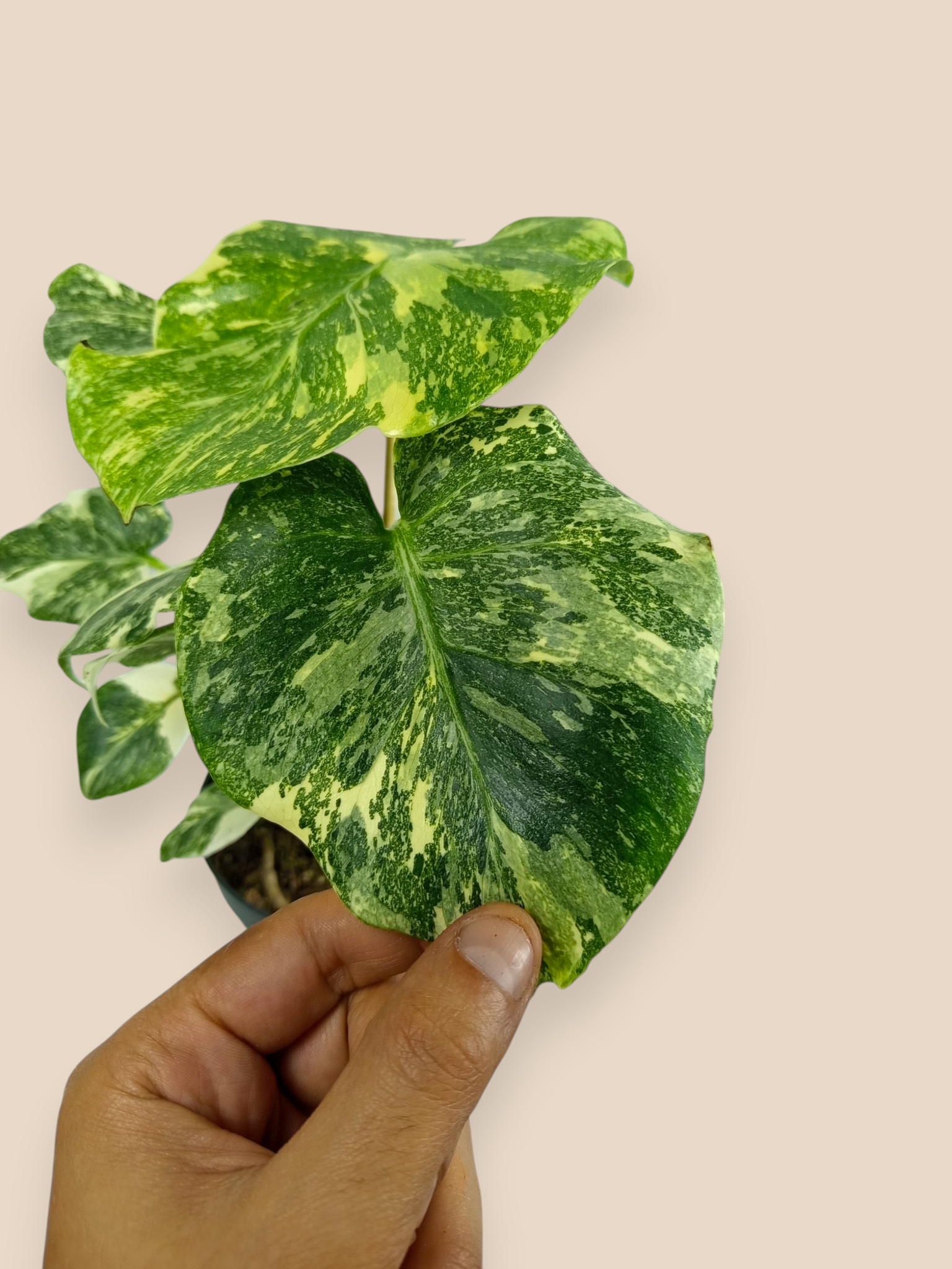 Monstera Thai Constellation Mutation