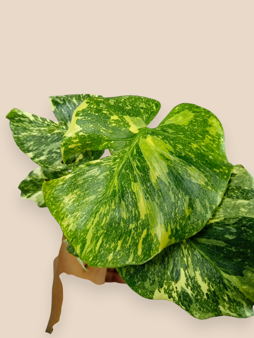 Monstera Thai Constellation Mutation
