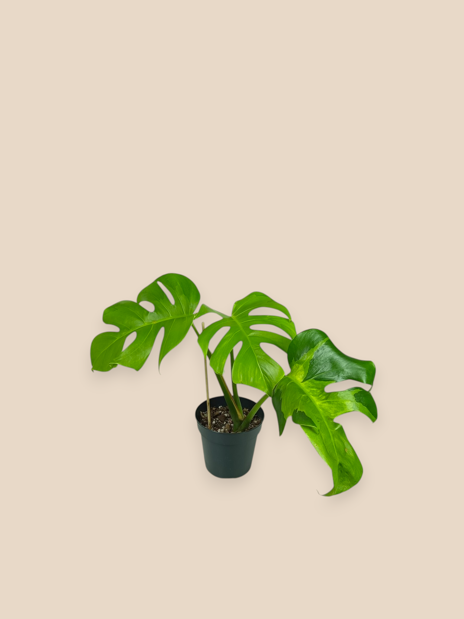 Monstera White Lava Top