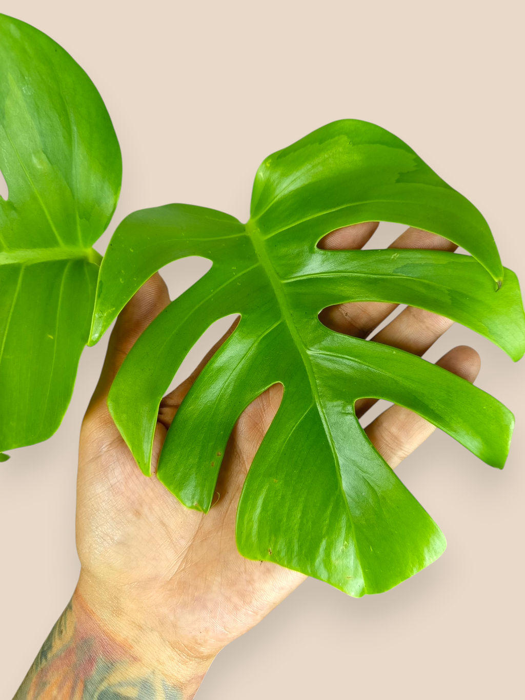Monstera White Lava Top