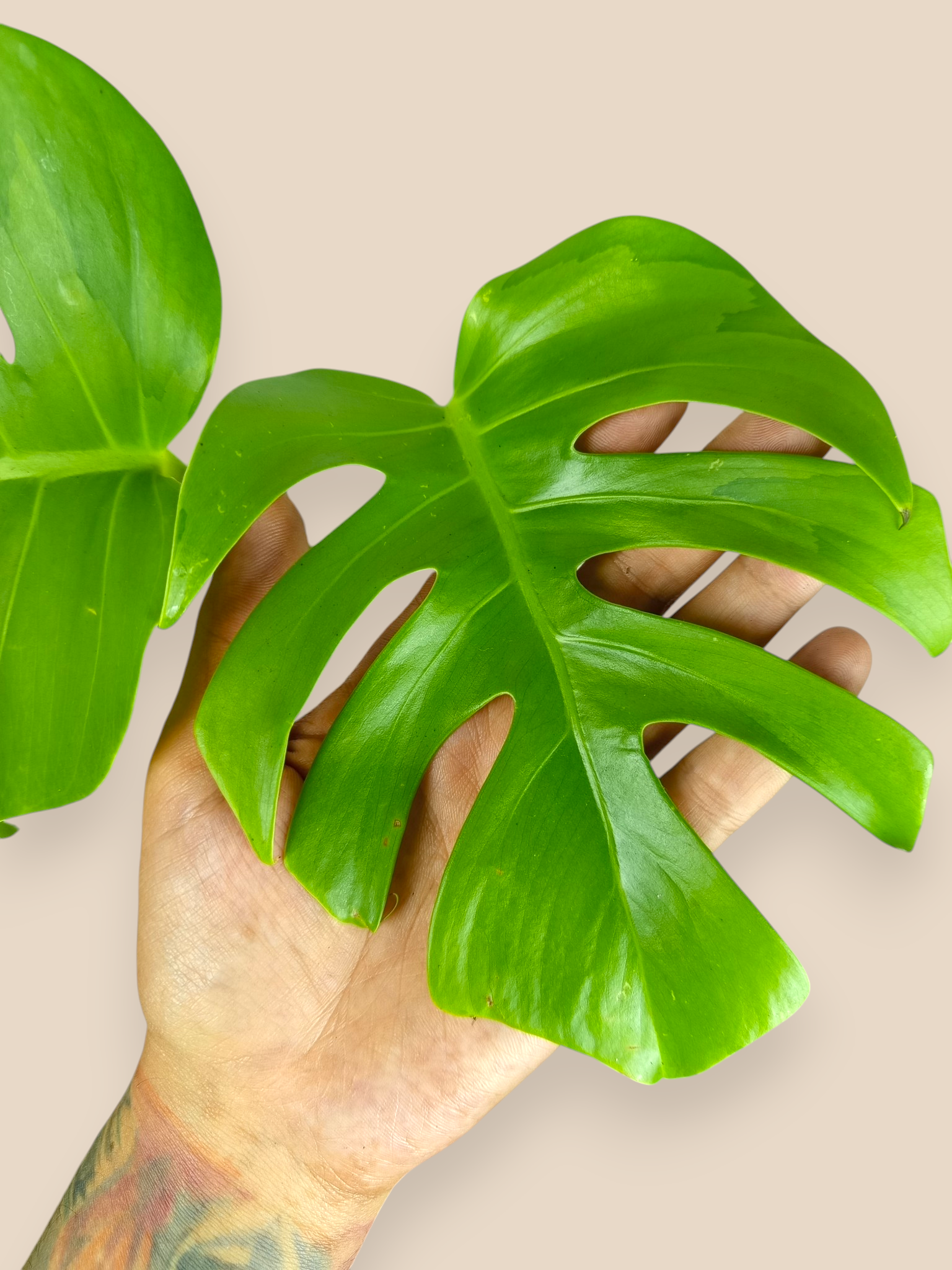 Monstera White Lava Top