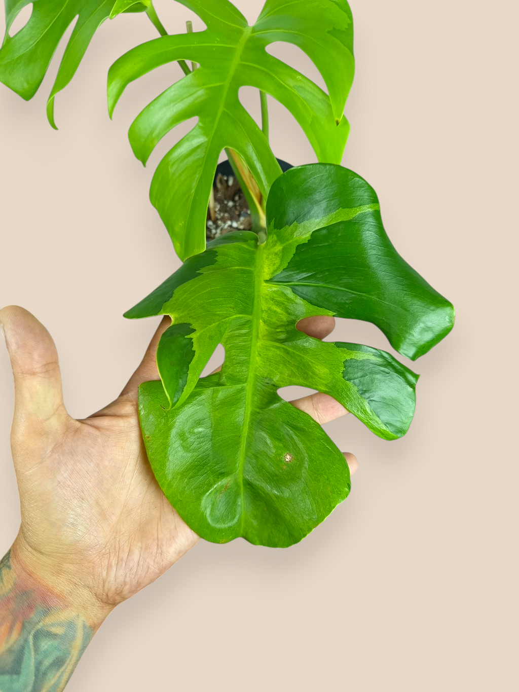 Monstera White Lava Top