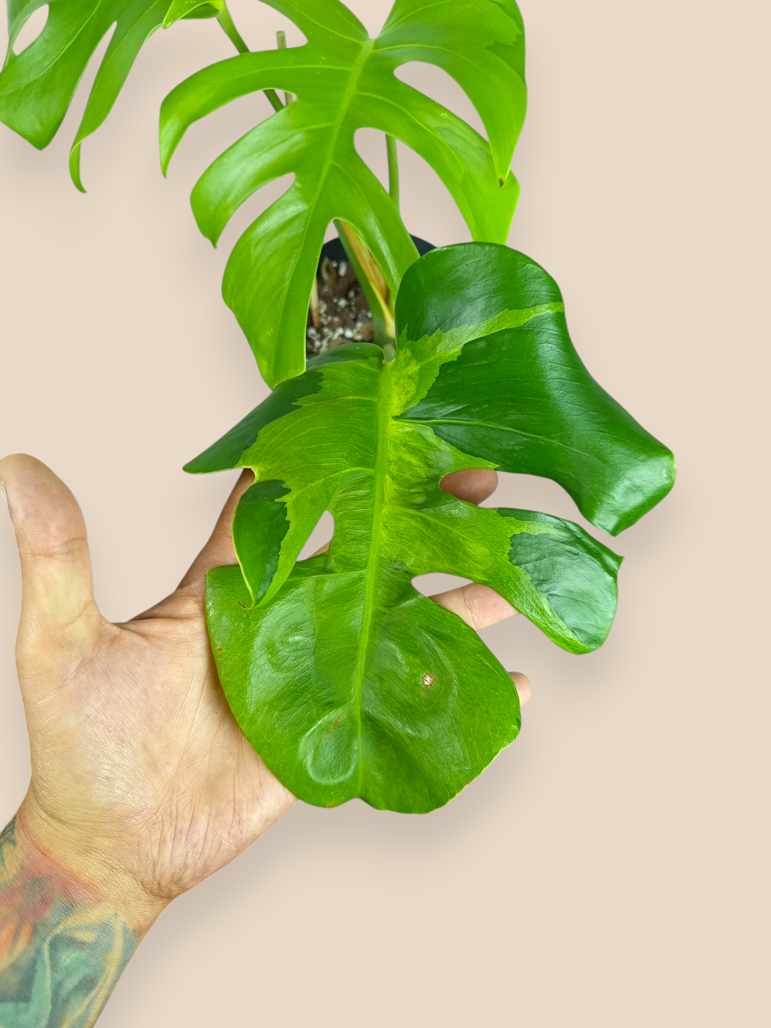 Monstera White Lava Top