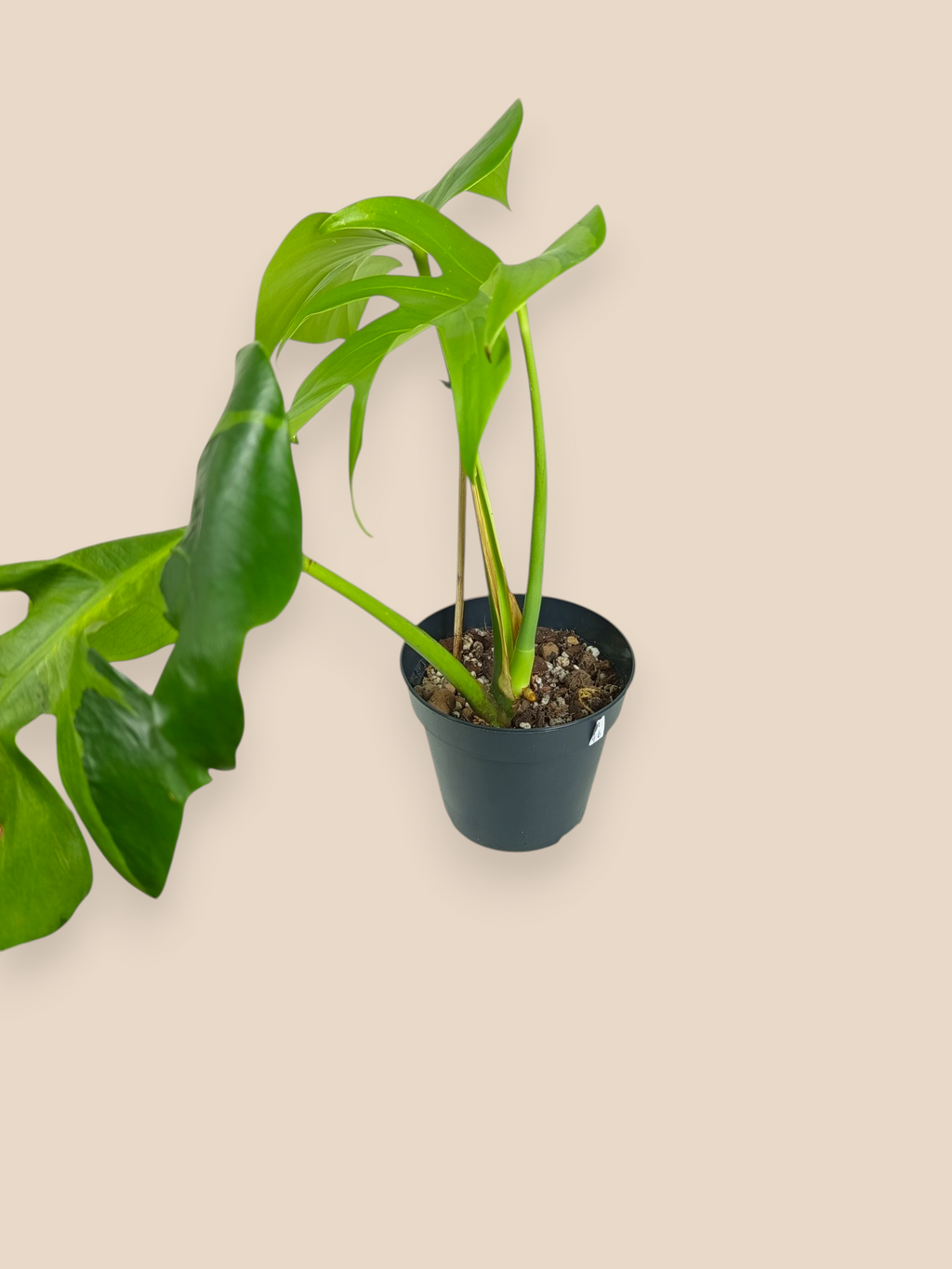 Monstera White Lava Top