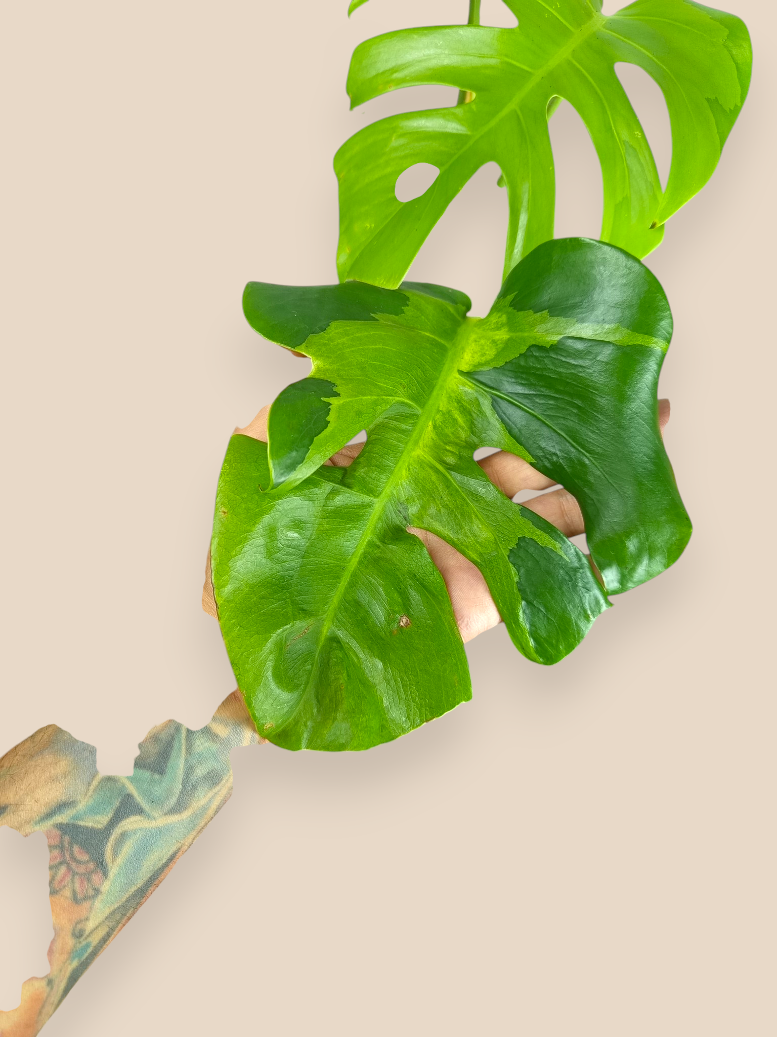 Monstera White Lava Top
