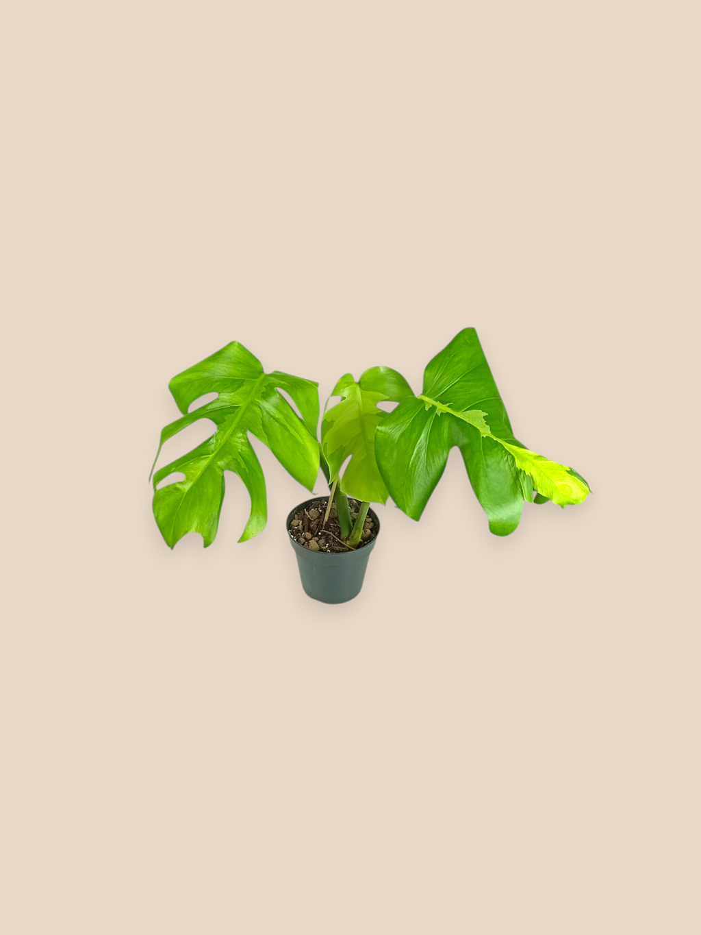 Monstera White Lava Top
