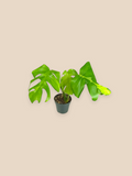 Monstera White Lava Top