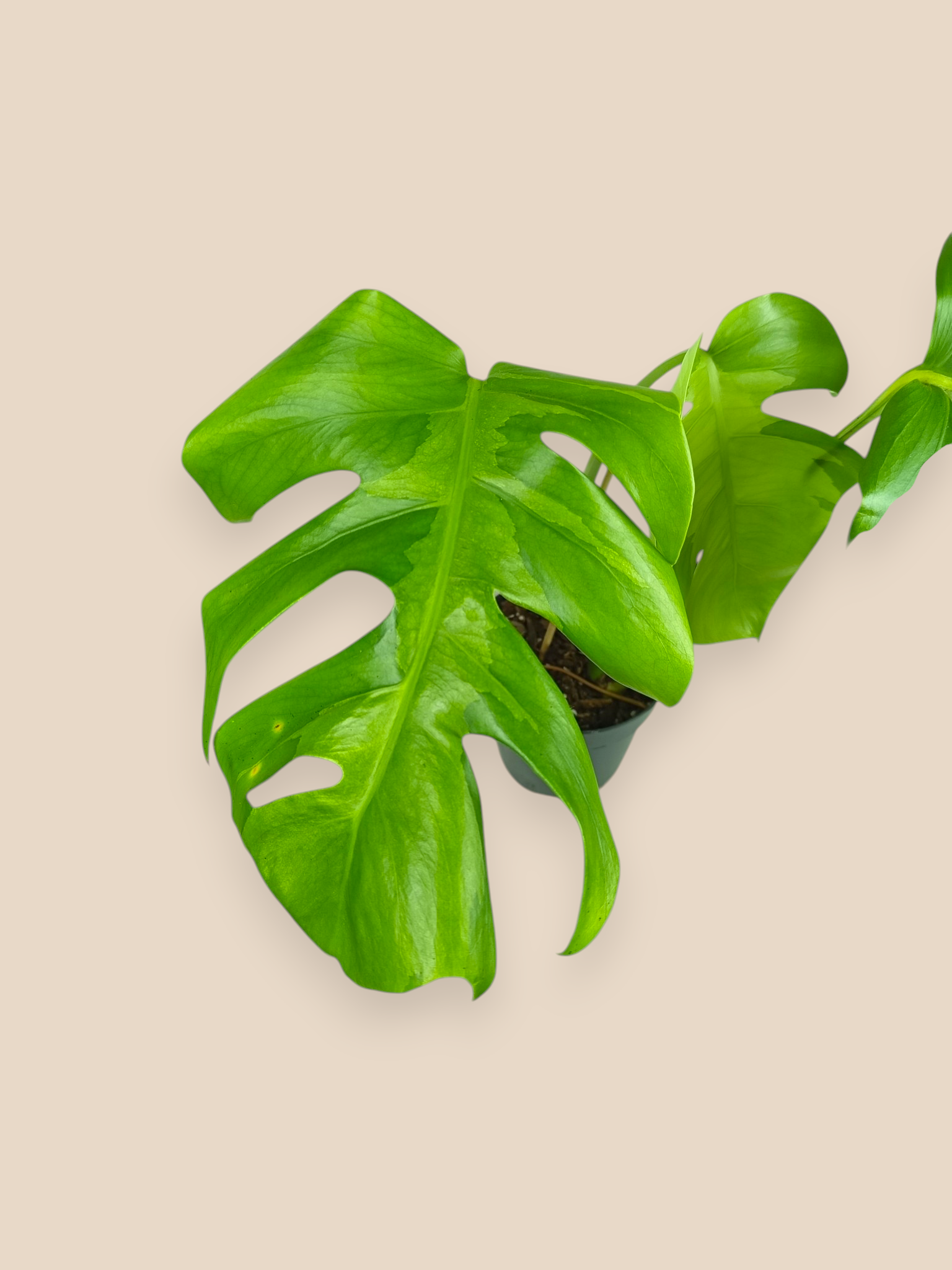 Monstera White Lava Top