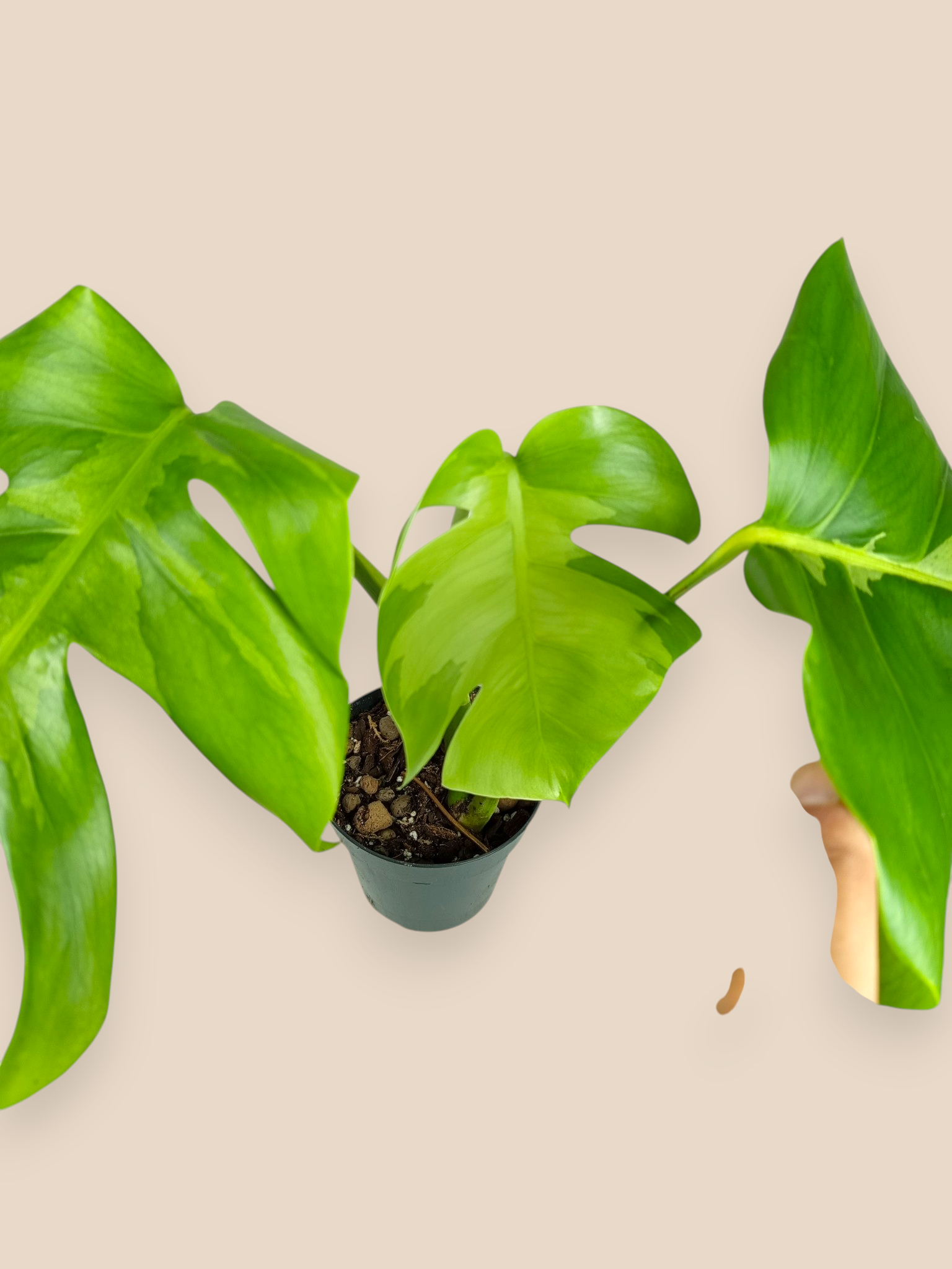 Monstera White Lava Top
