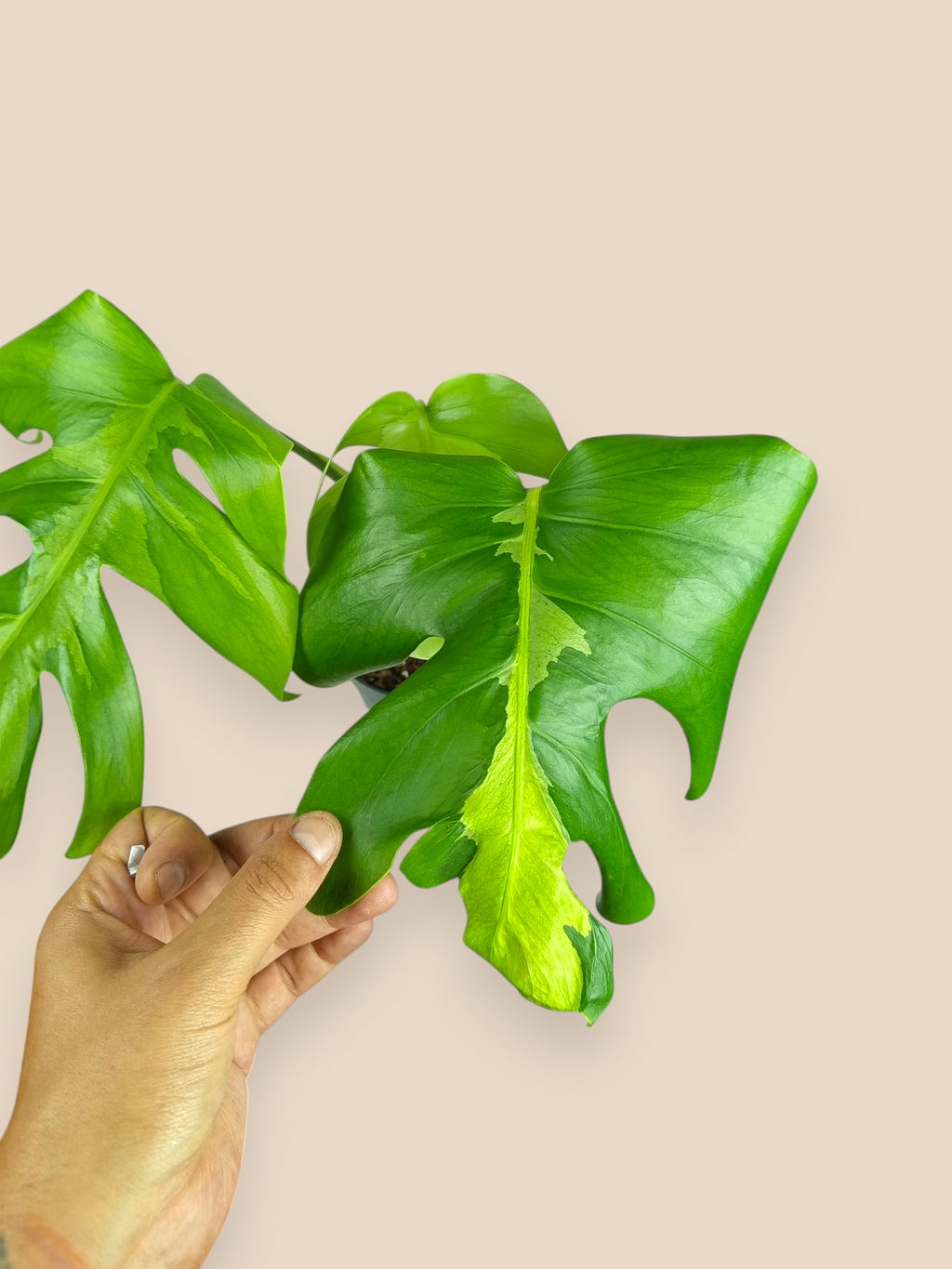 Monstera White Lava Top