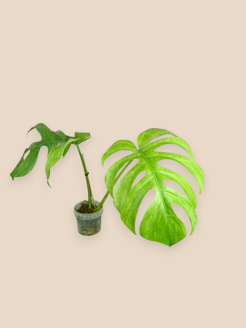 Monstera Jungle Full Mint Top