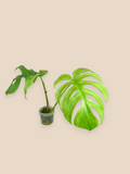 Monstera Jungle Full Mint Top