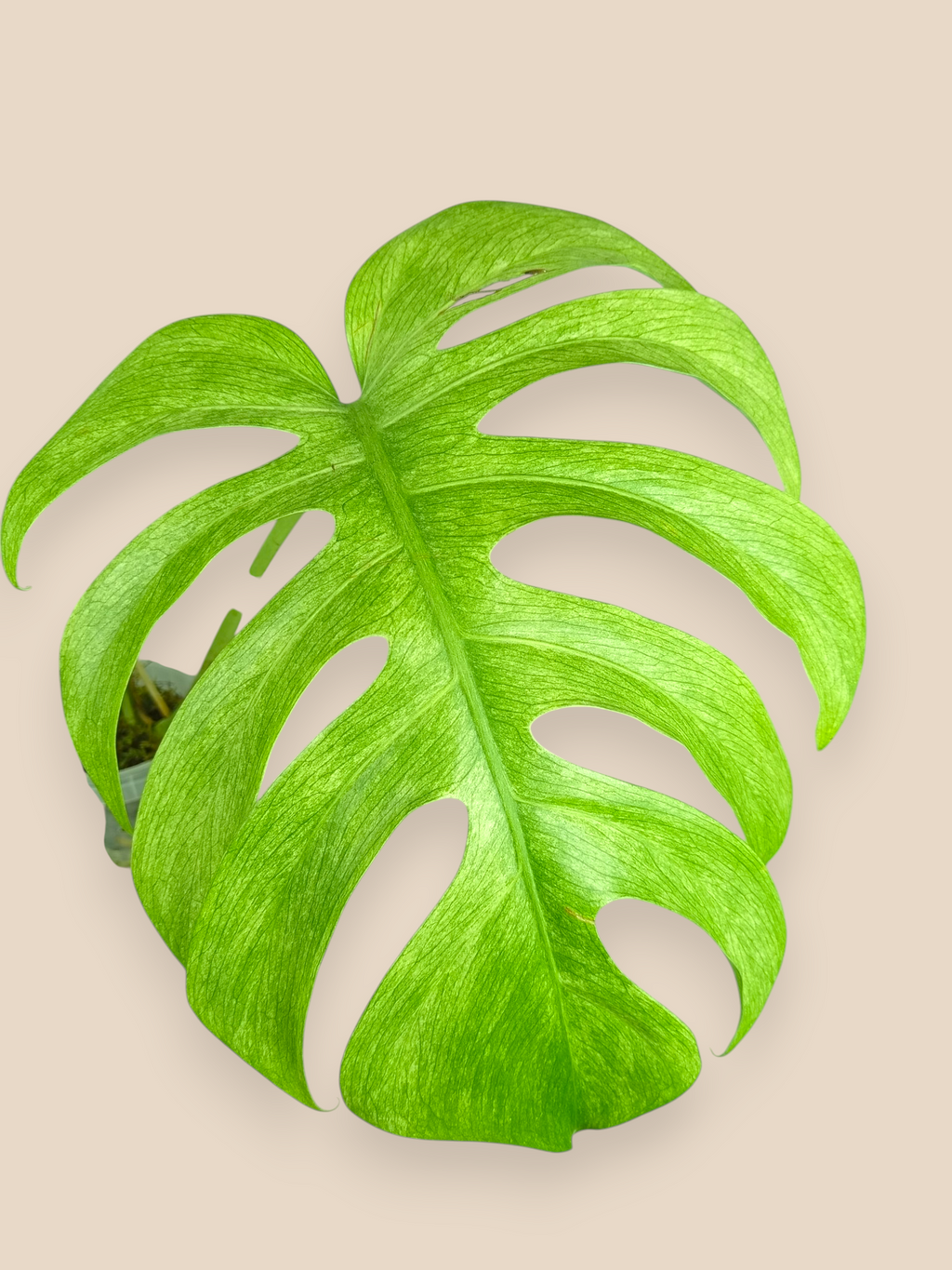 Monstera Jungle Full Mint Top
