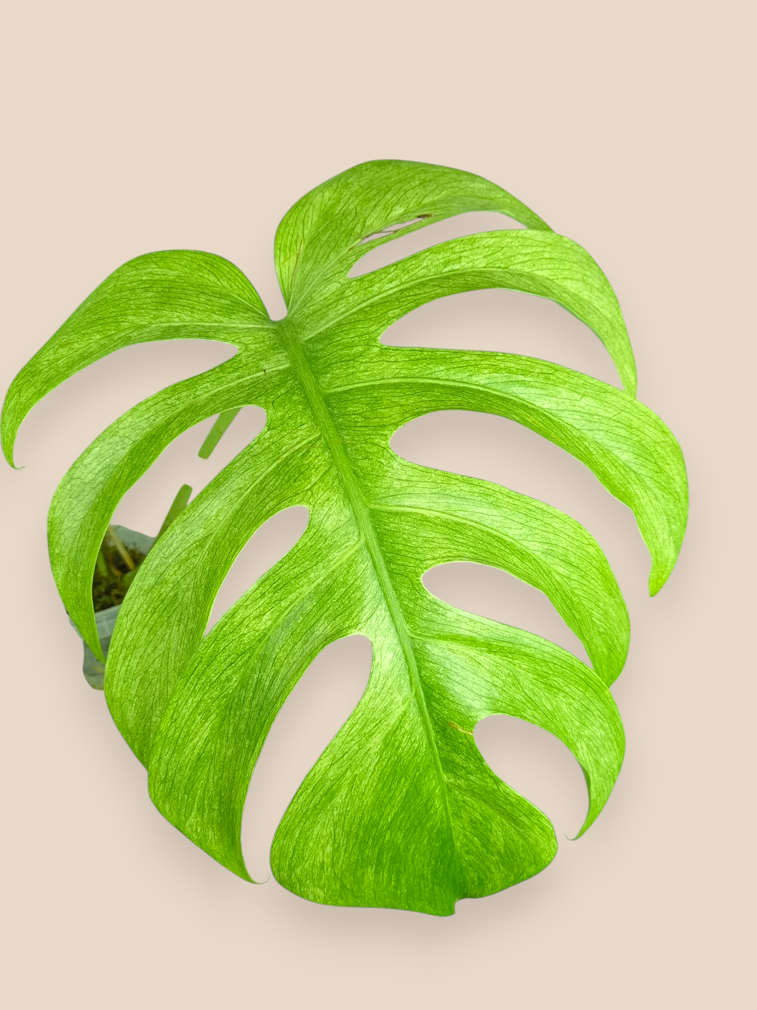 Monstera Jungle Full Mint Top