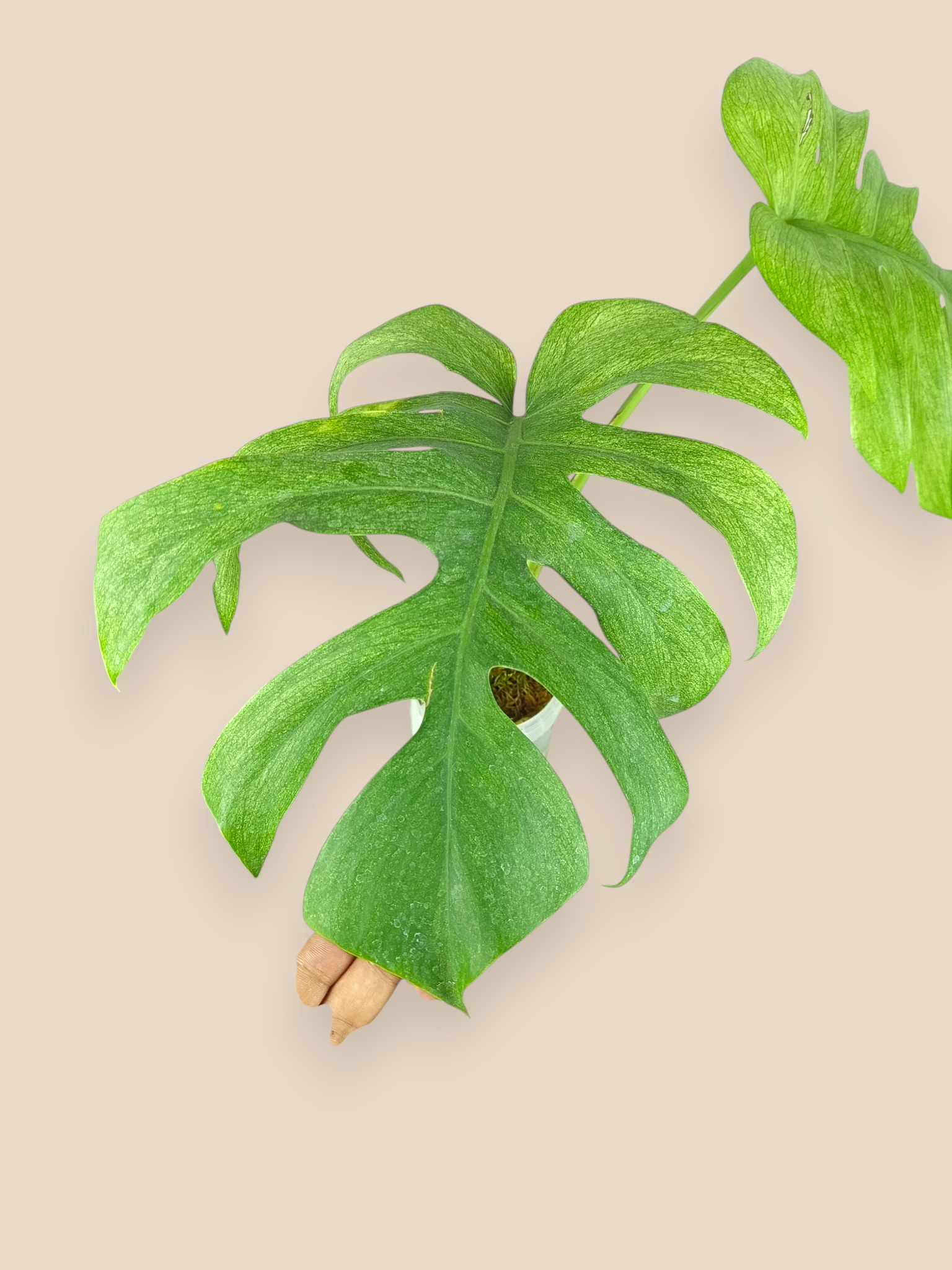 Monstera Jungle Full Mint Top