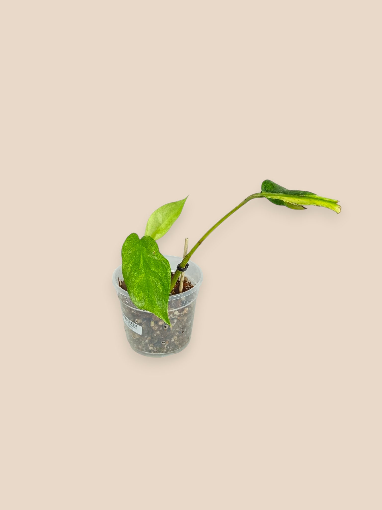 Monstera White Lava