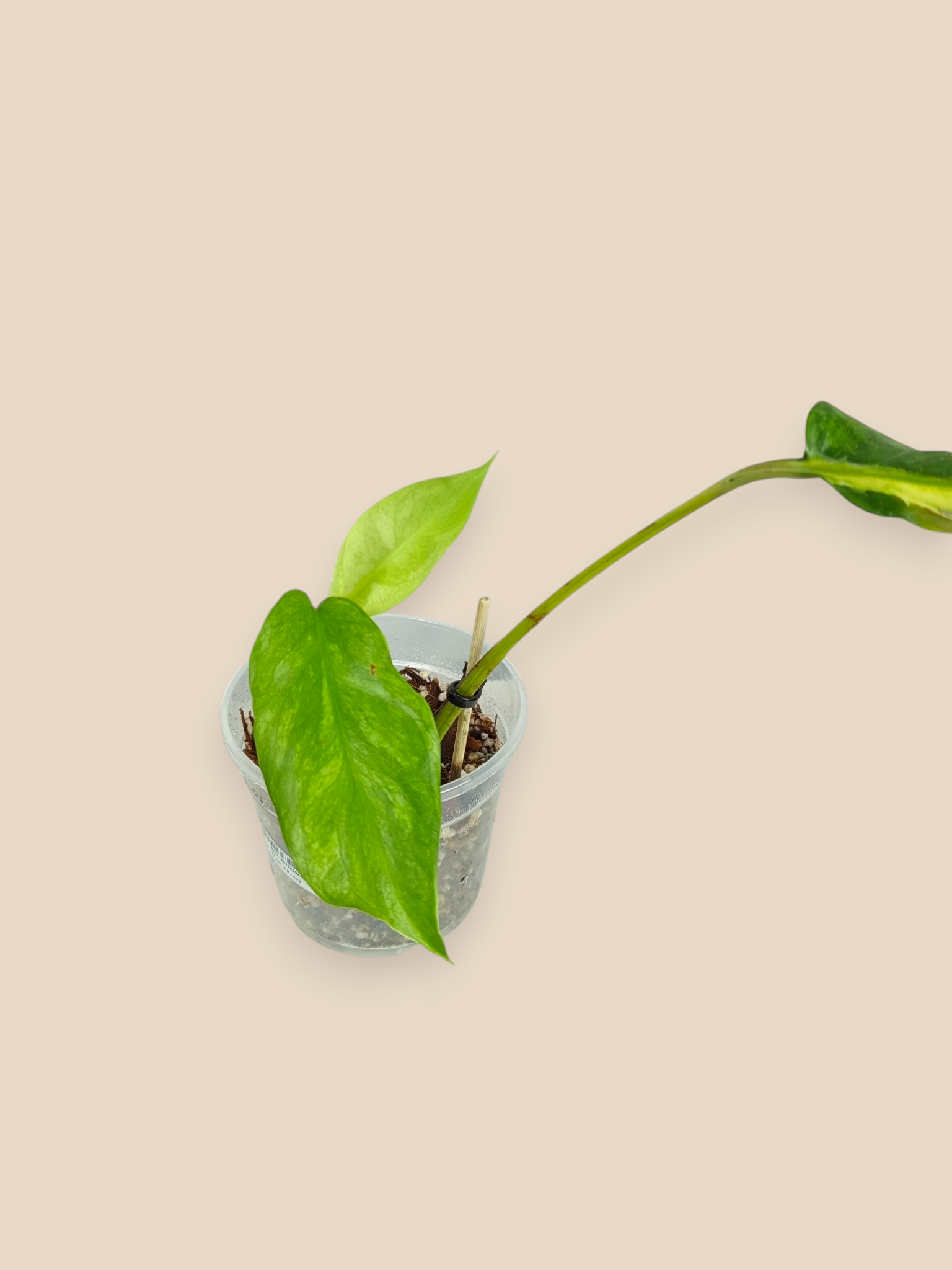 Monstera White Lava
