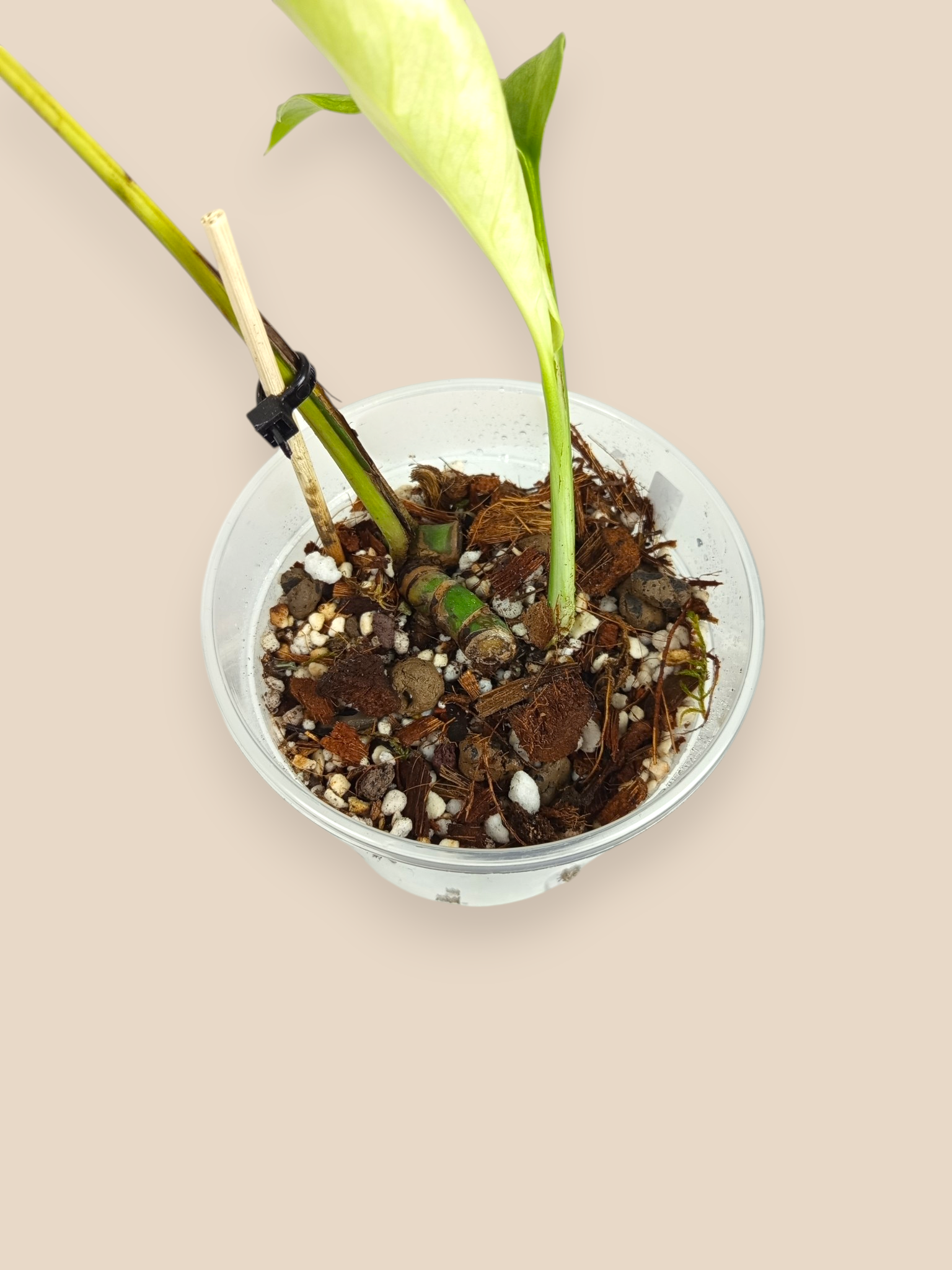 Monstera White Lava