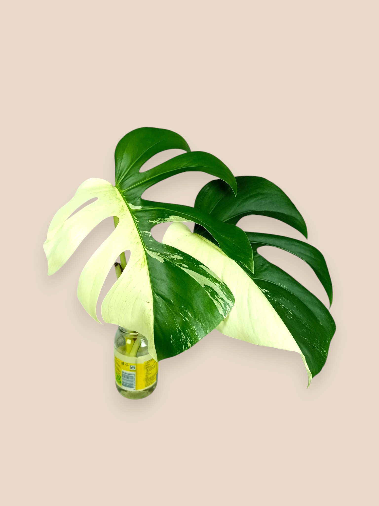 Monstera Jungle Mint Half Moon Top