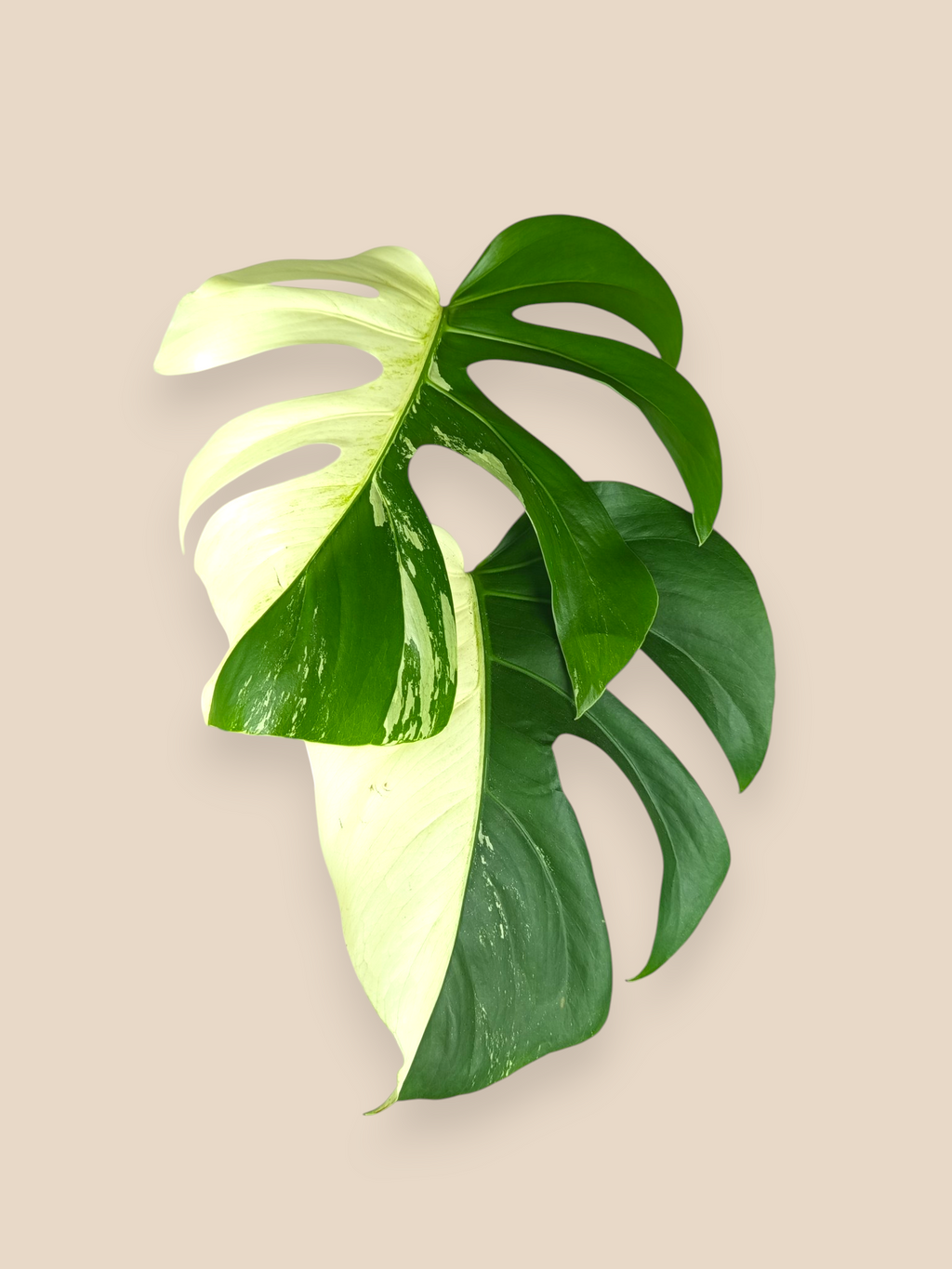 Monstera Jungle Mint Half Moon Top