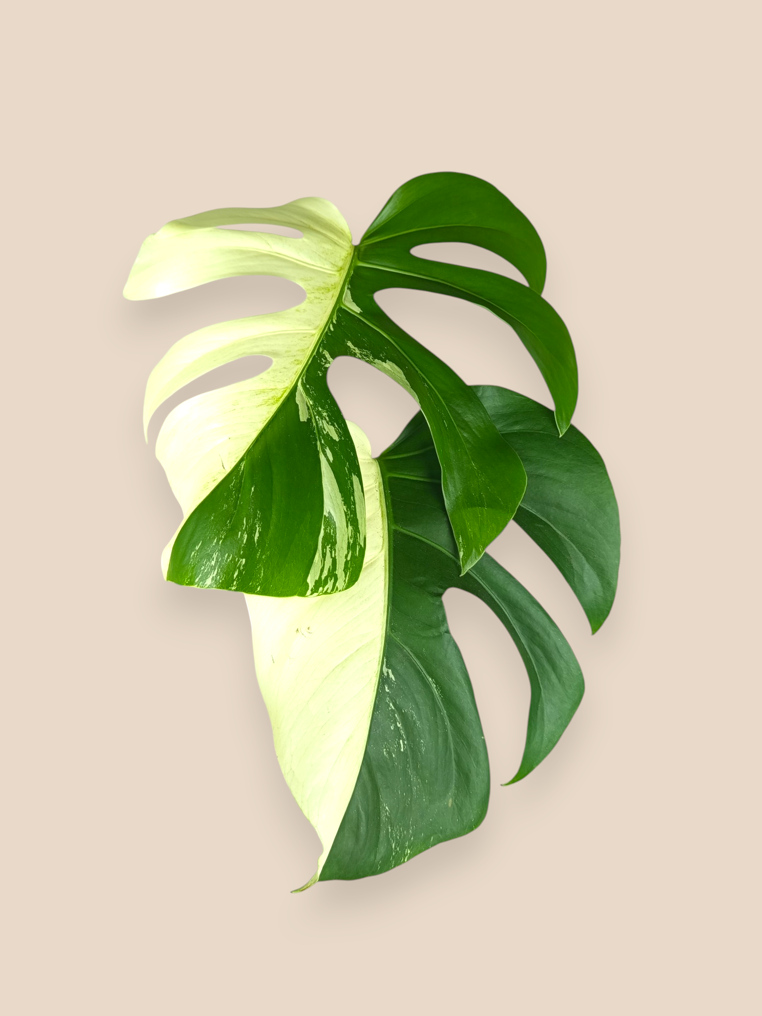 Monstera Jungle Mint Half Moon Top