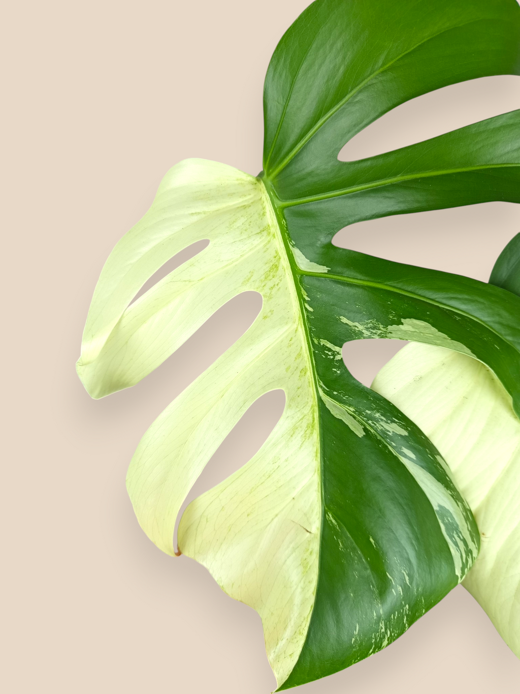 Monstera Jungle Mint Half Moon Top