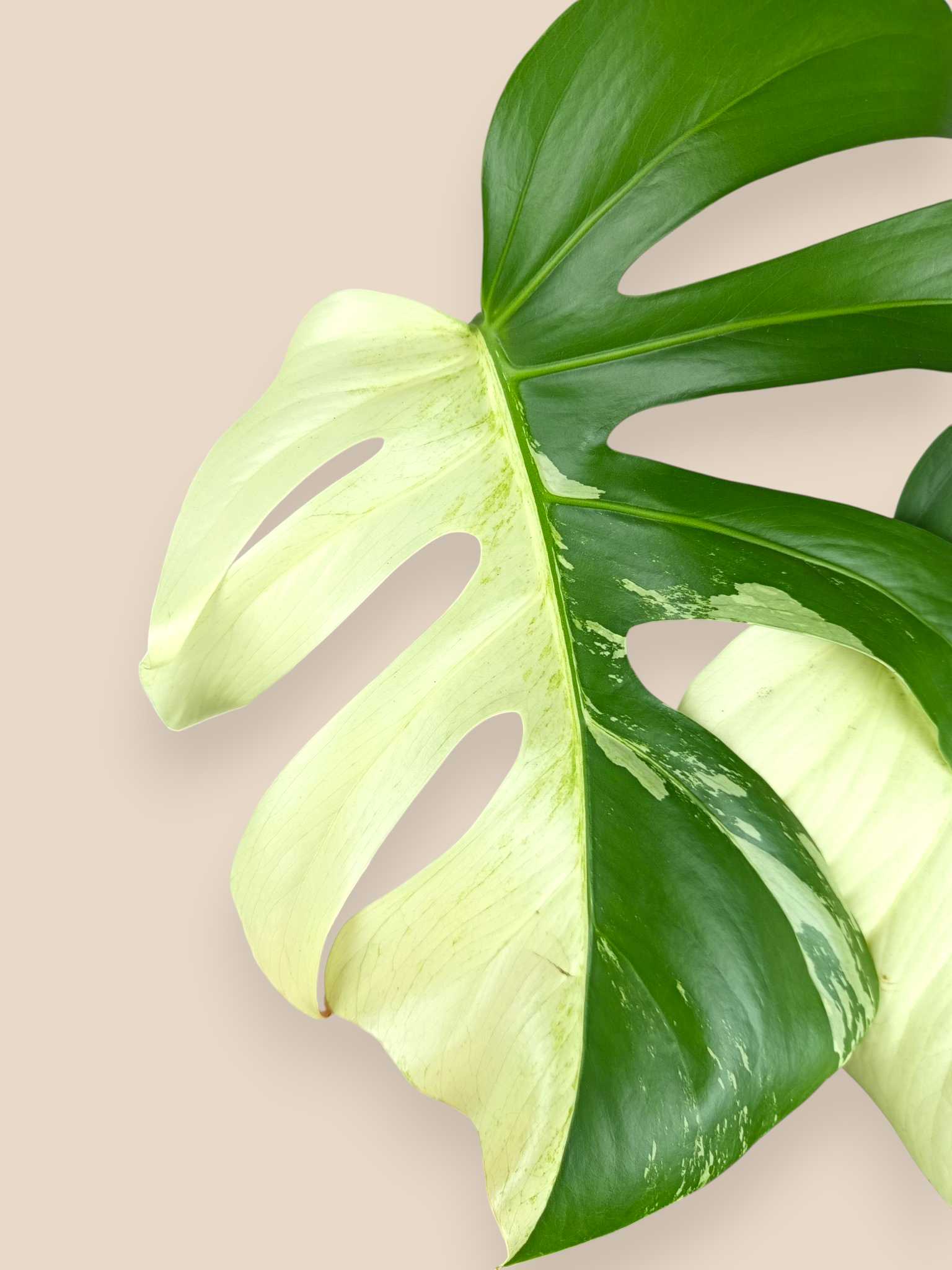 Monstera Jungle Mint Half Moon Top