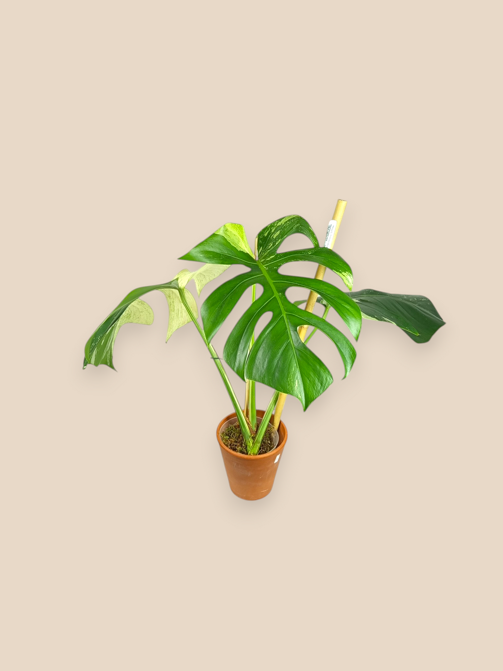 Monstera Jungle Mint Top