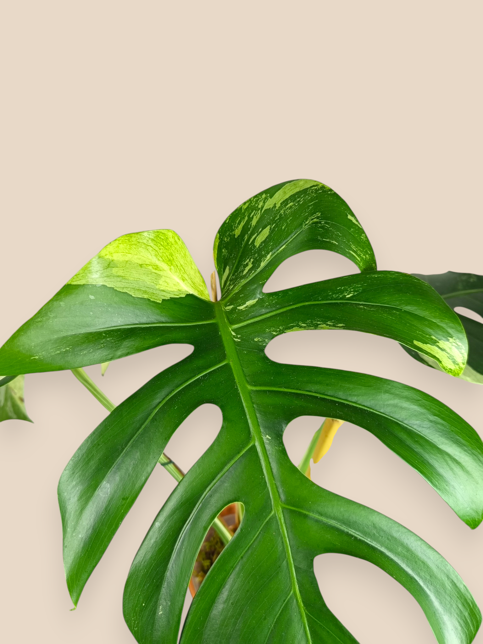Monstera Jungle Mint Top