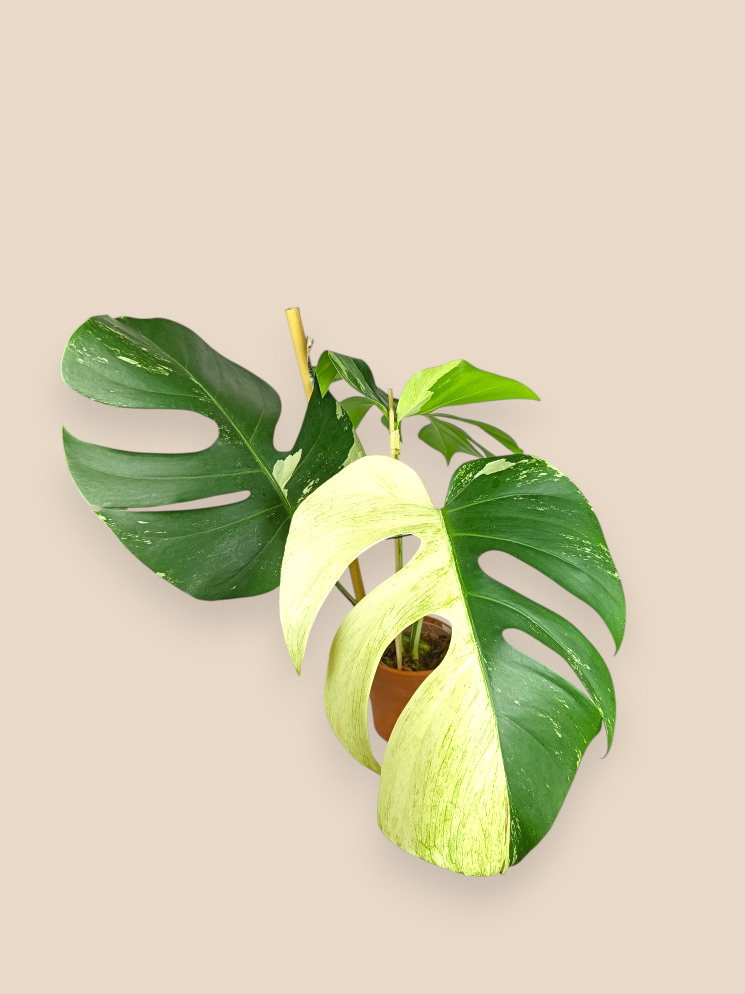 Monstera Jungle Mint Top