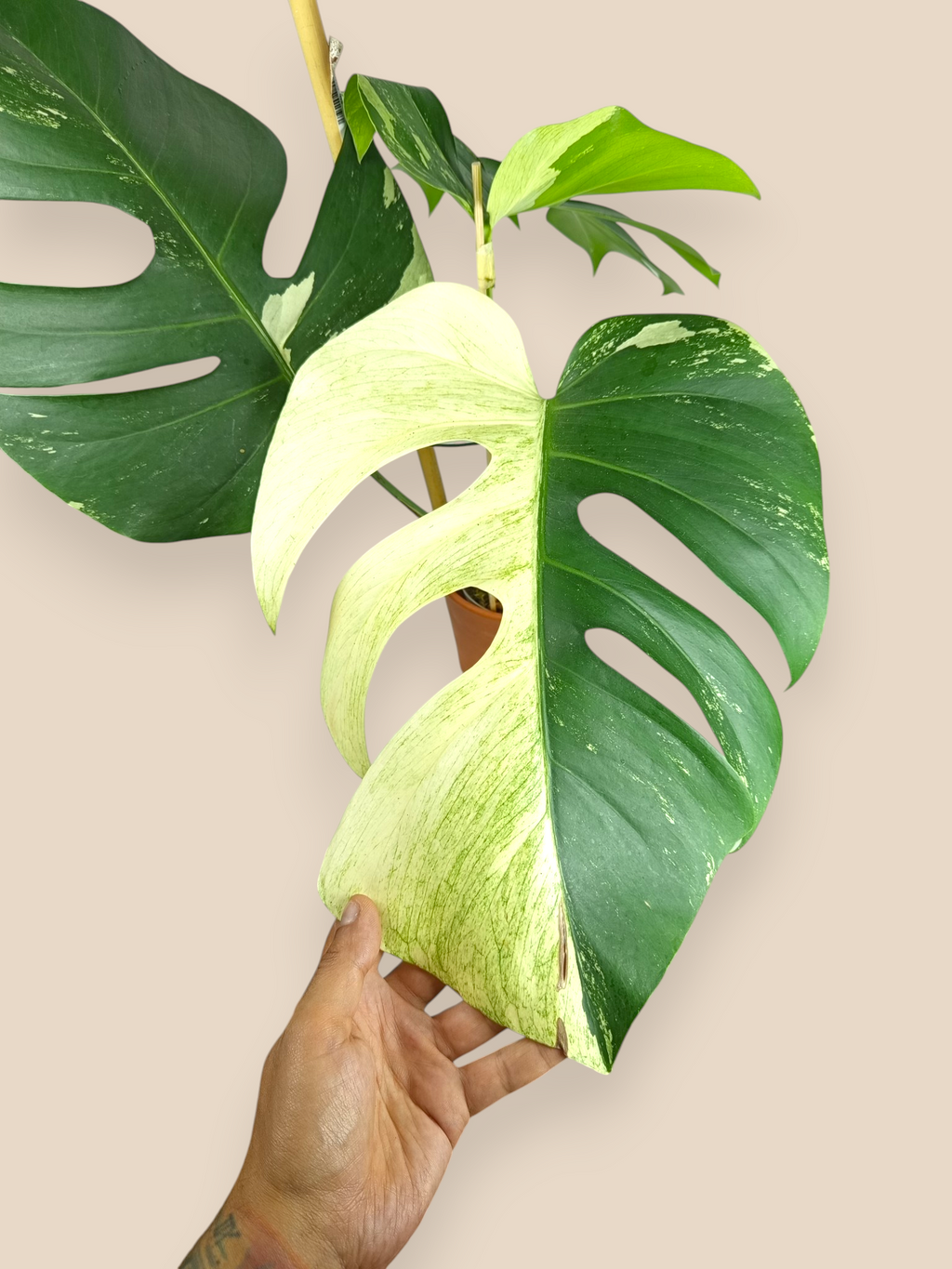 Monstera Jungle Mint Top