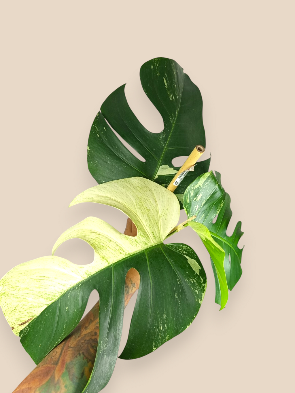 Monstera Jungle Mint Top
