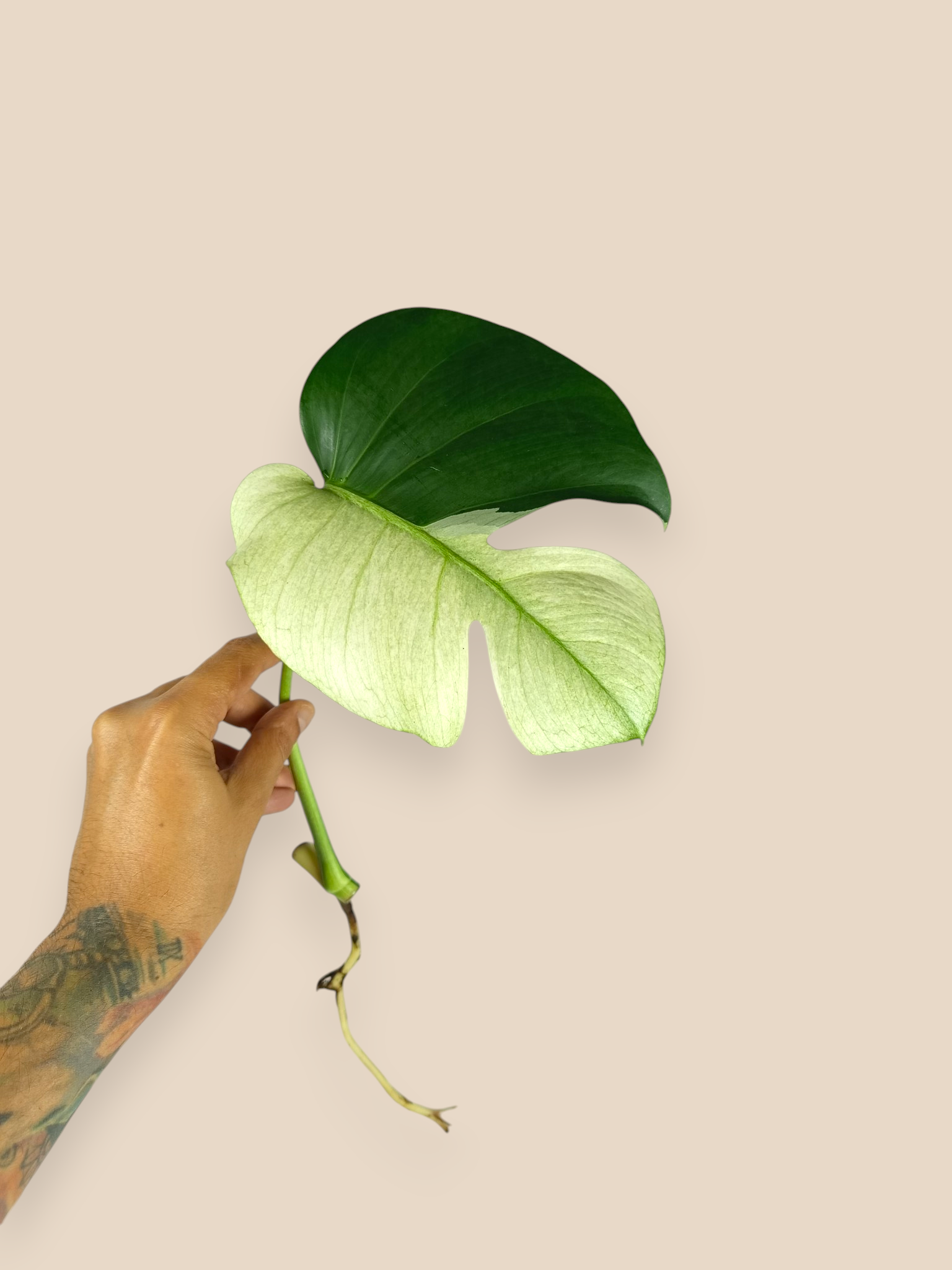 Monstera Jungle Mint