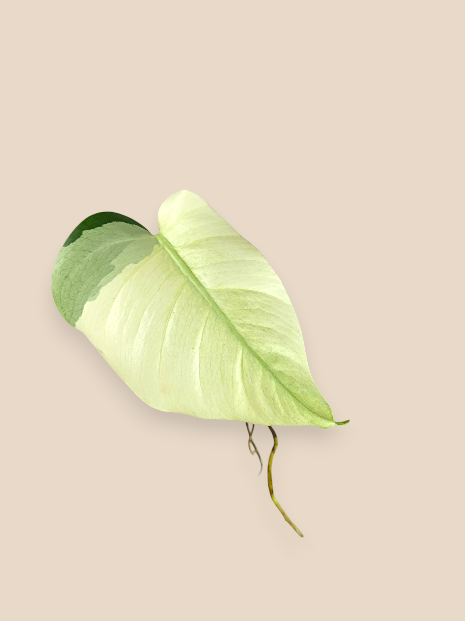 Monstera Jungle Mint