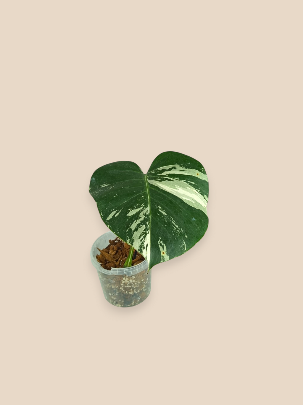 Monstera Jungle Mint