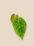 Anthurium Red Crystallinum Variegated